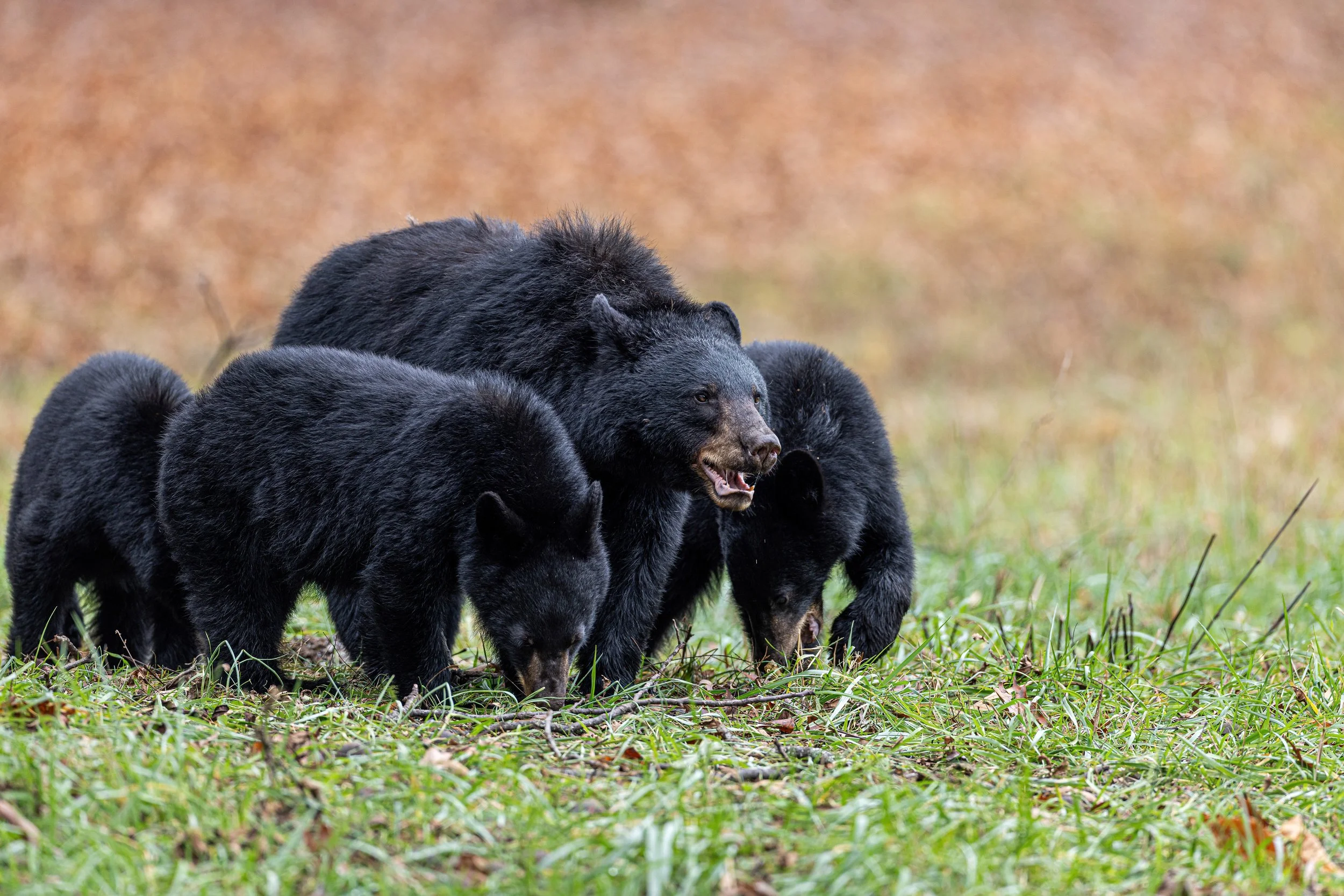 Black Bear Mom and her Three Cubs