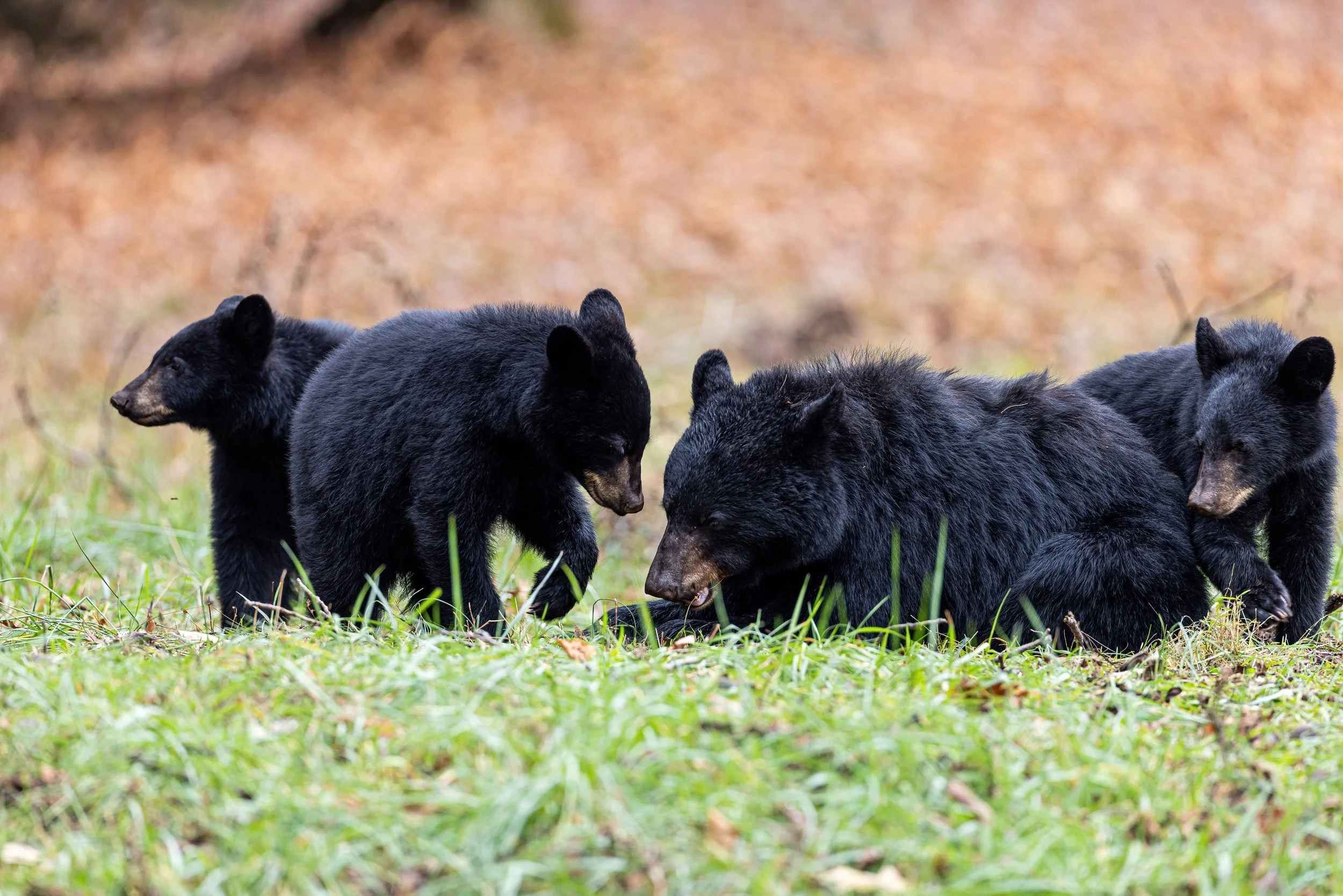 SM Bear sow and 3 Cubs 2-1-sharpen-softness.JPG