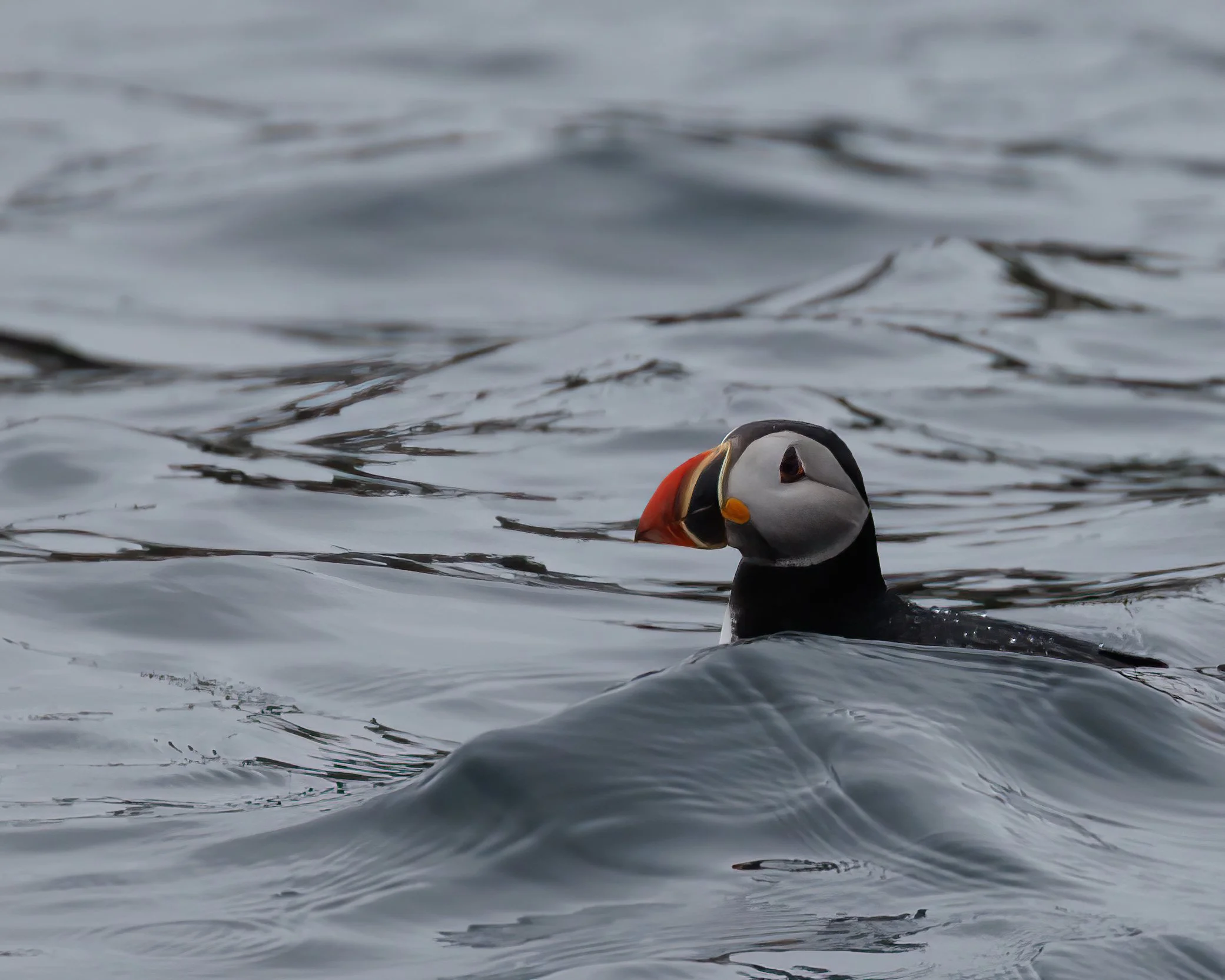 Puffin 1-1-sharpen-motion.JPG
