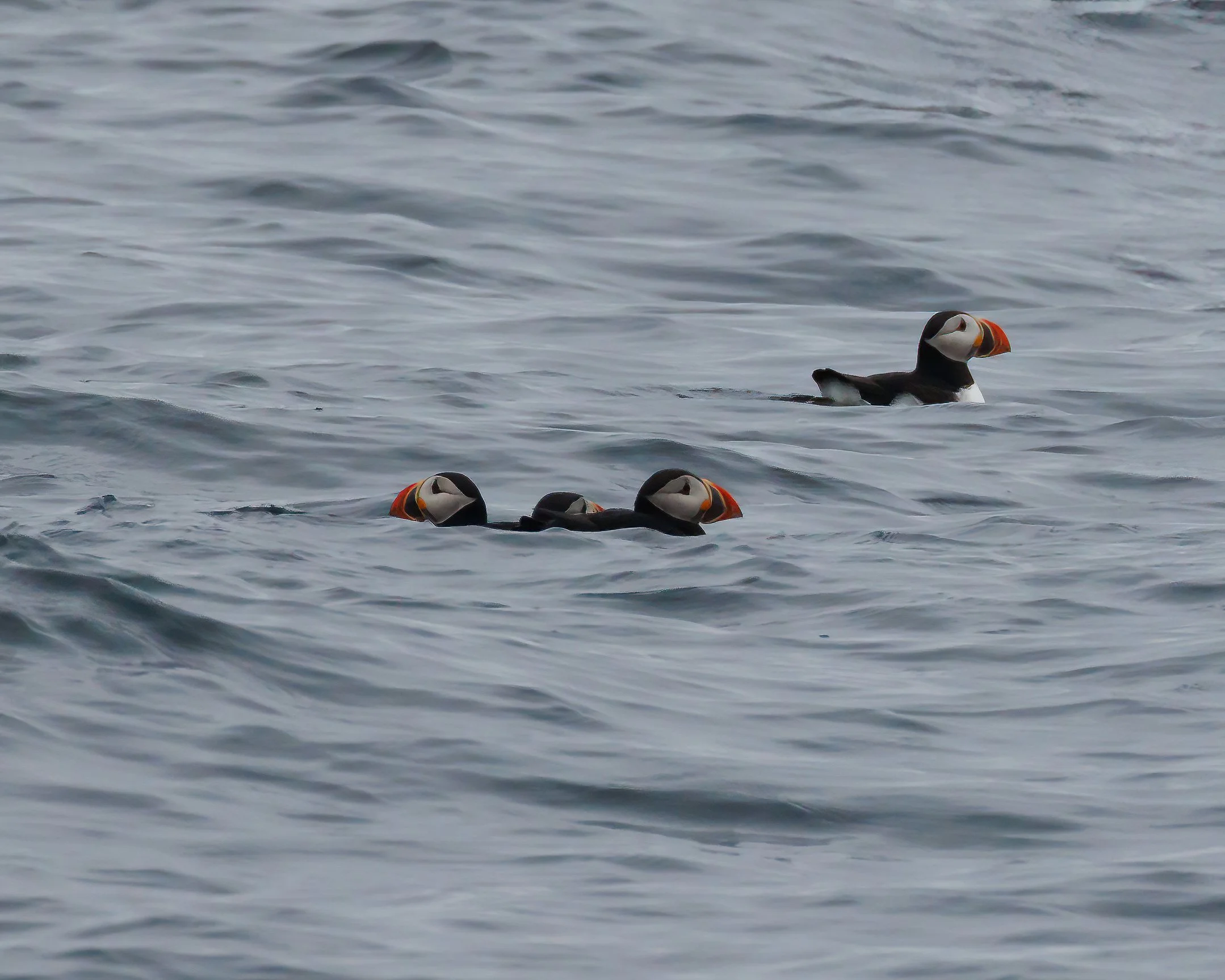 Puffin 2-1-sharpen-motion.JPG
