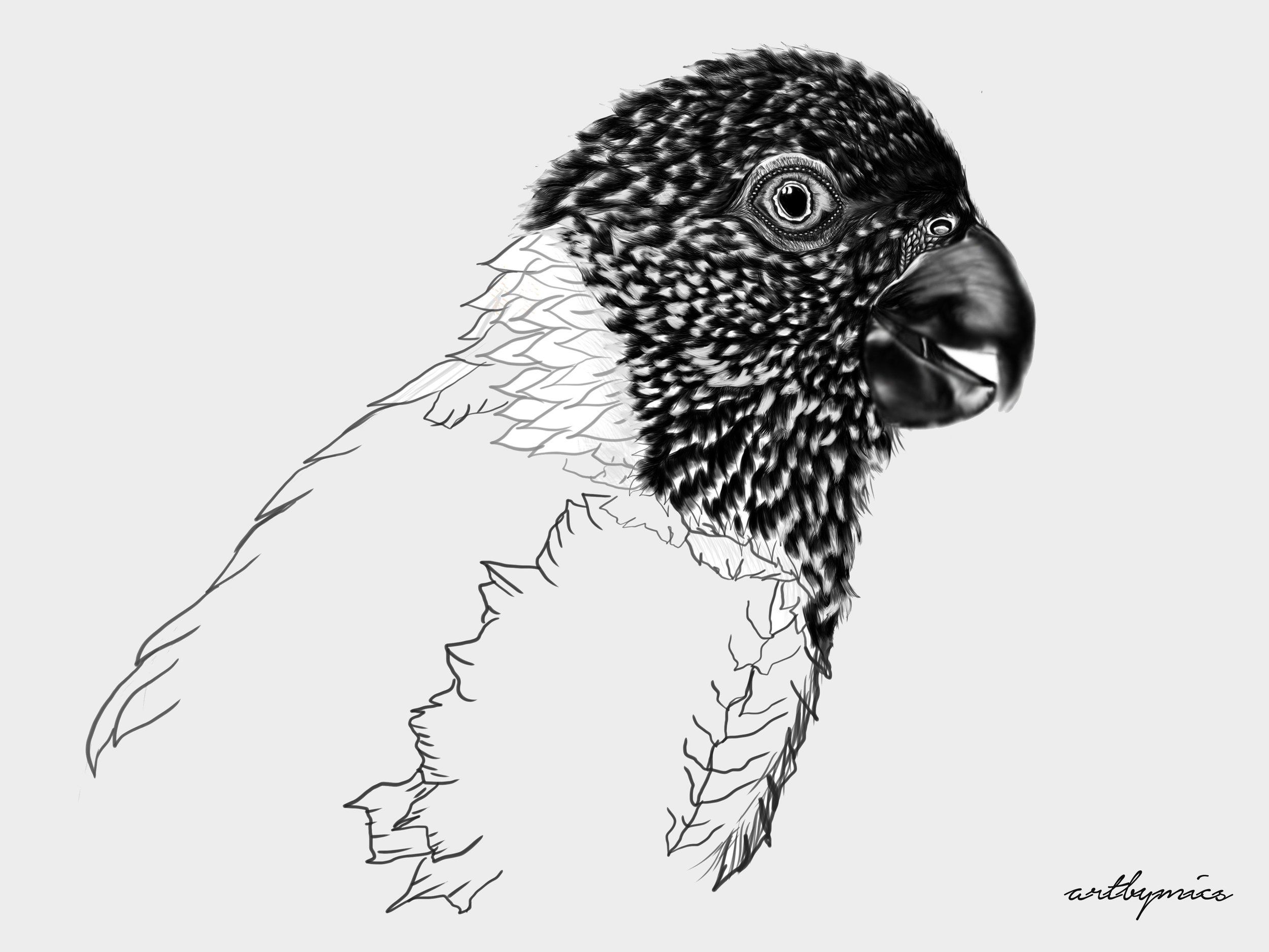 Lorikeet insta 2.jpg