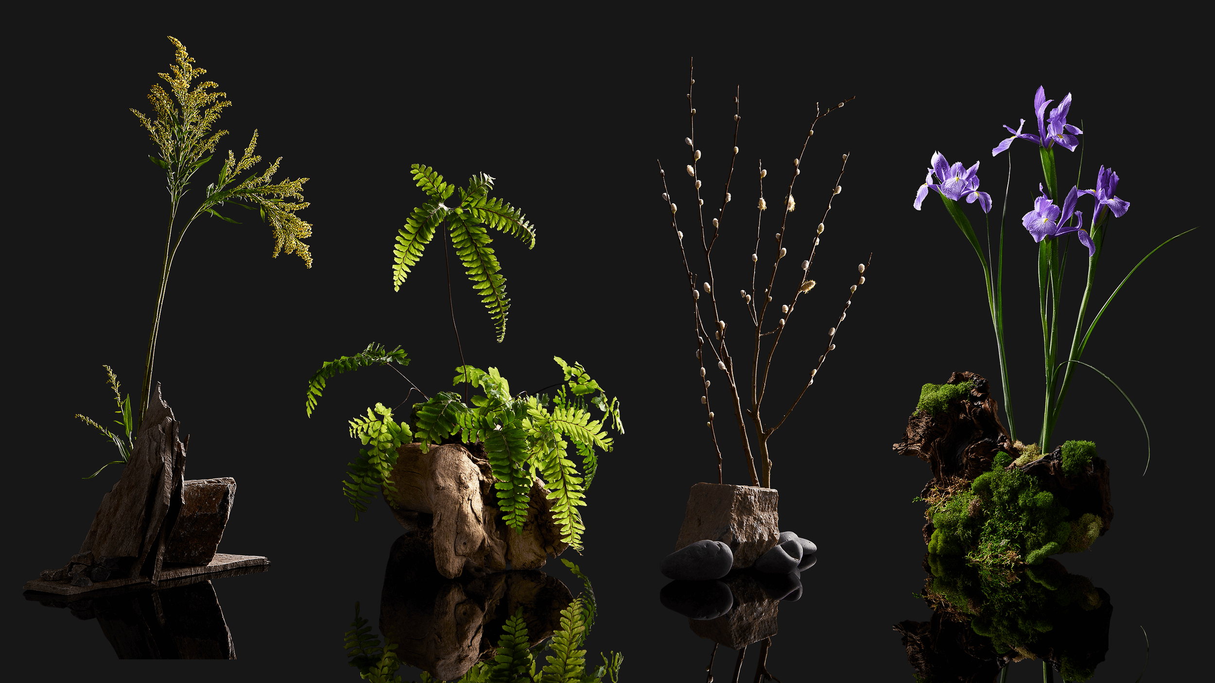 WWF_ReGrow_02.png