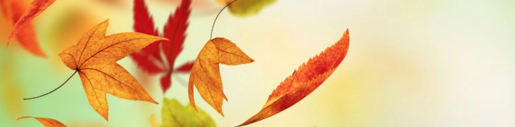 Fall- The Beauty of Death