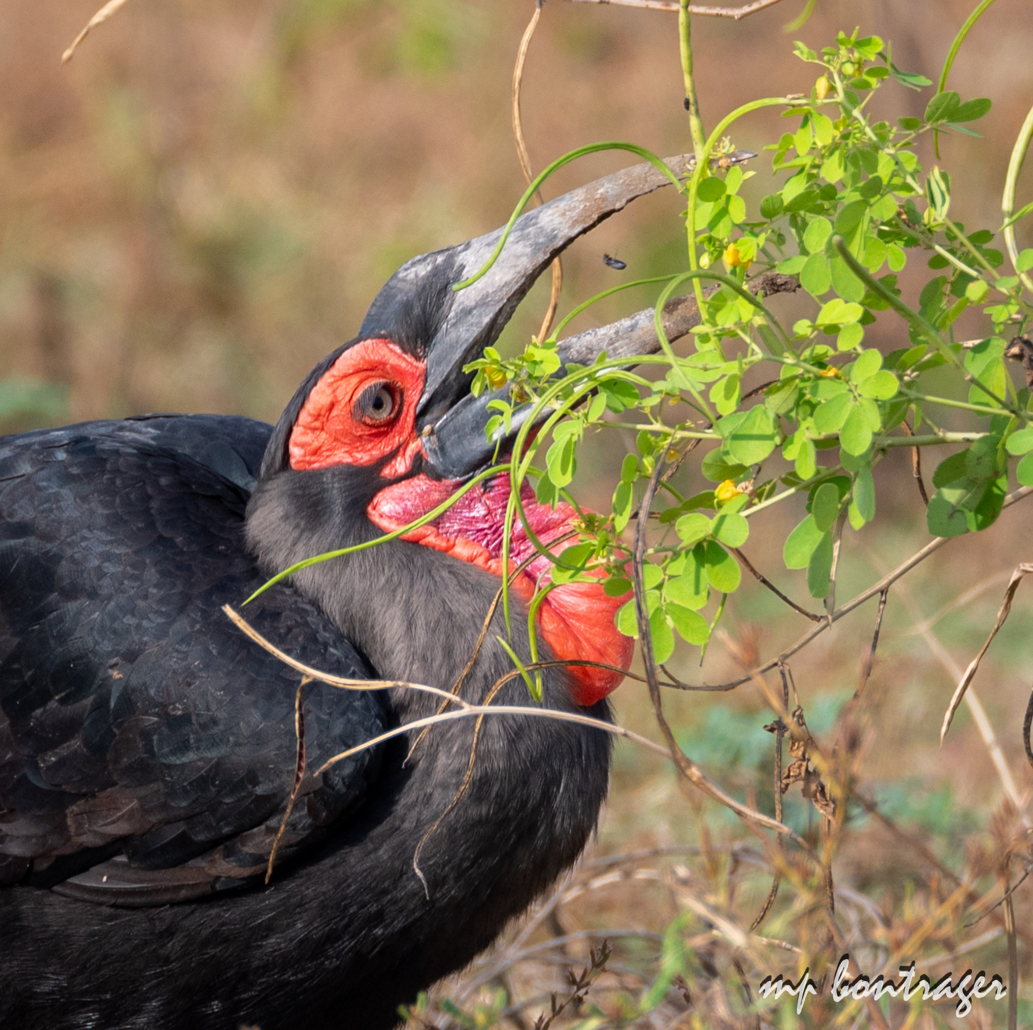 Southern Ground Hornbill