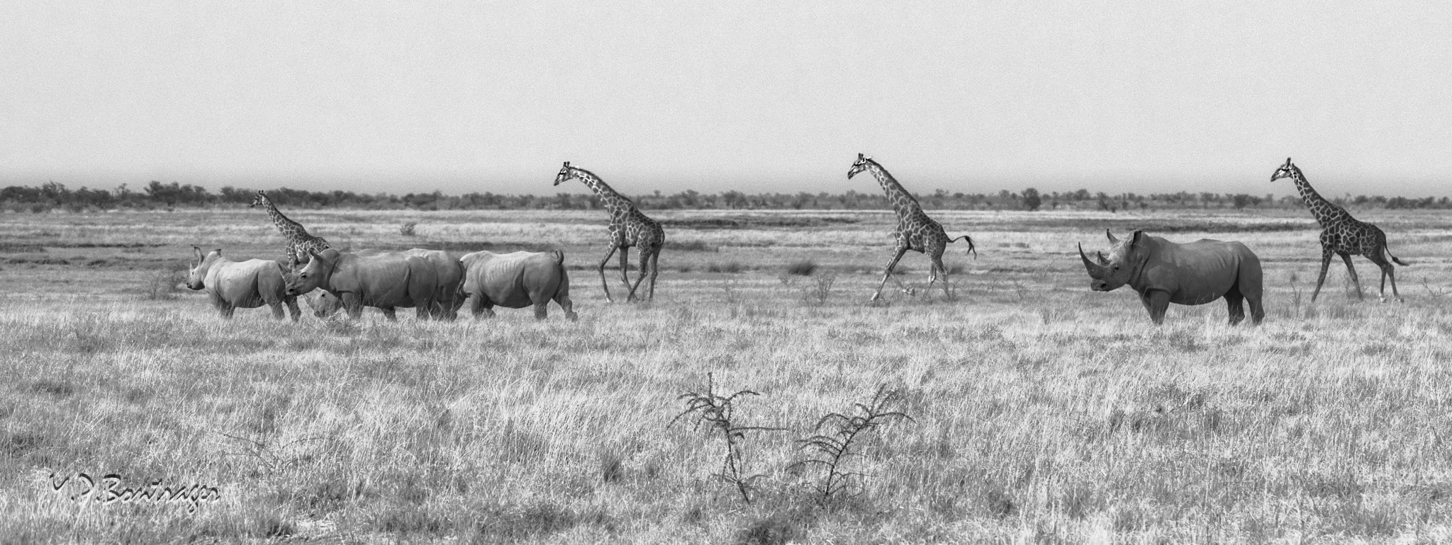 Etosha