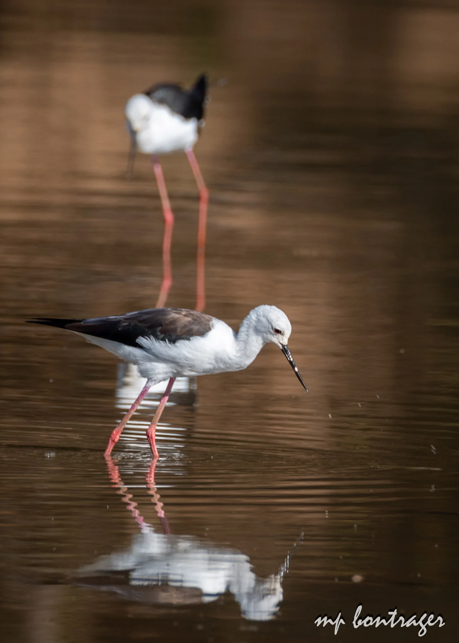 black winged stilt