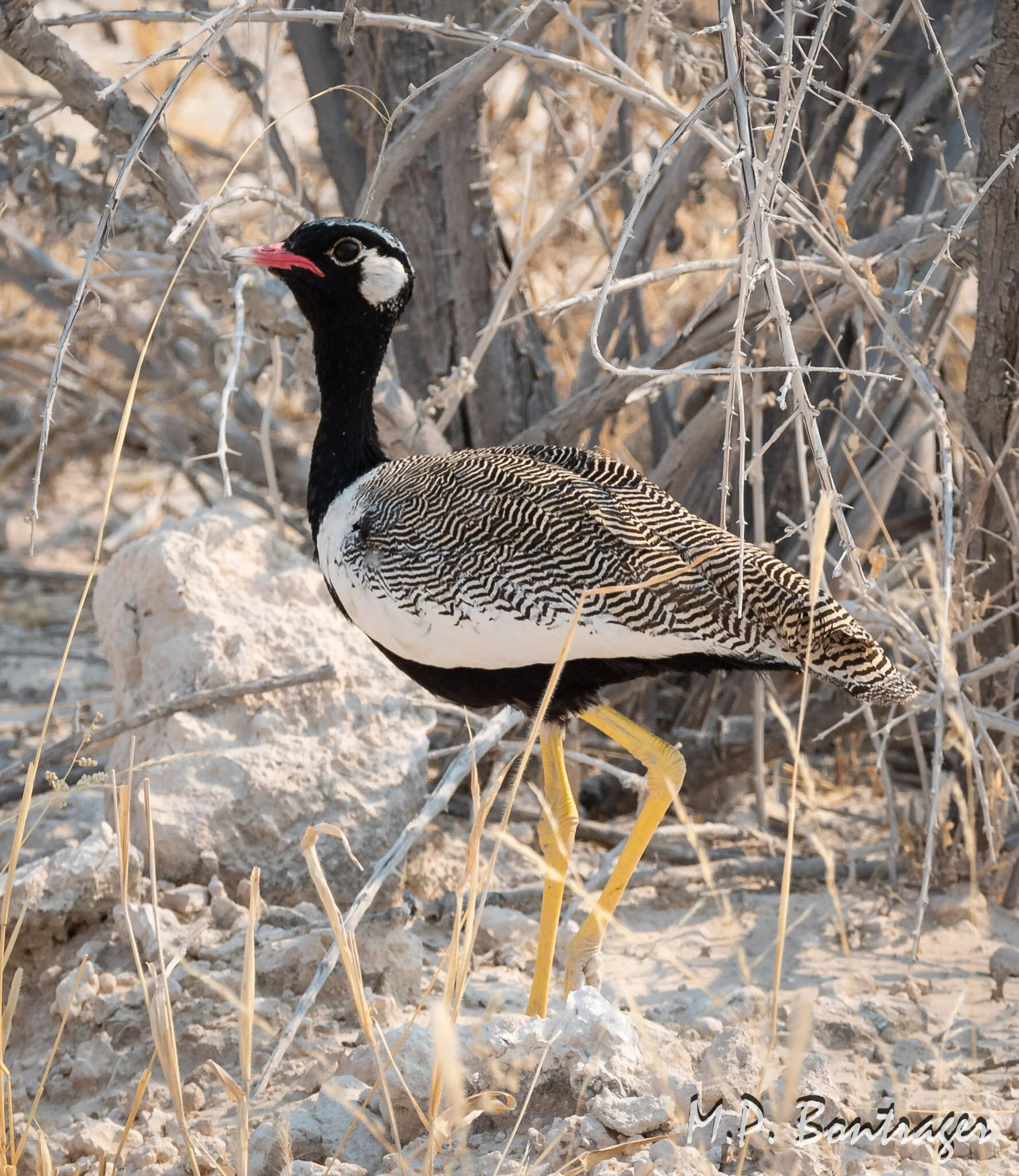 Northern Black Bustard