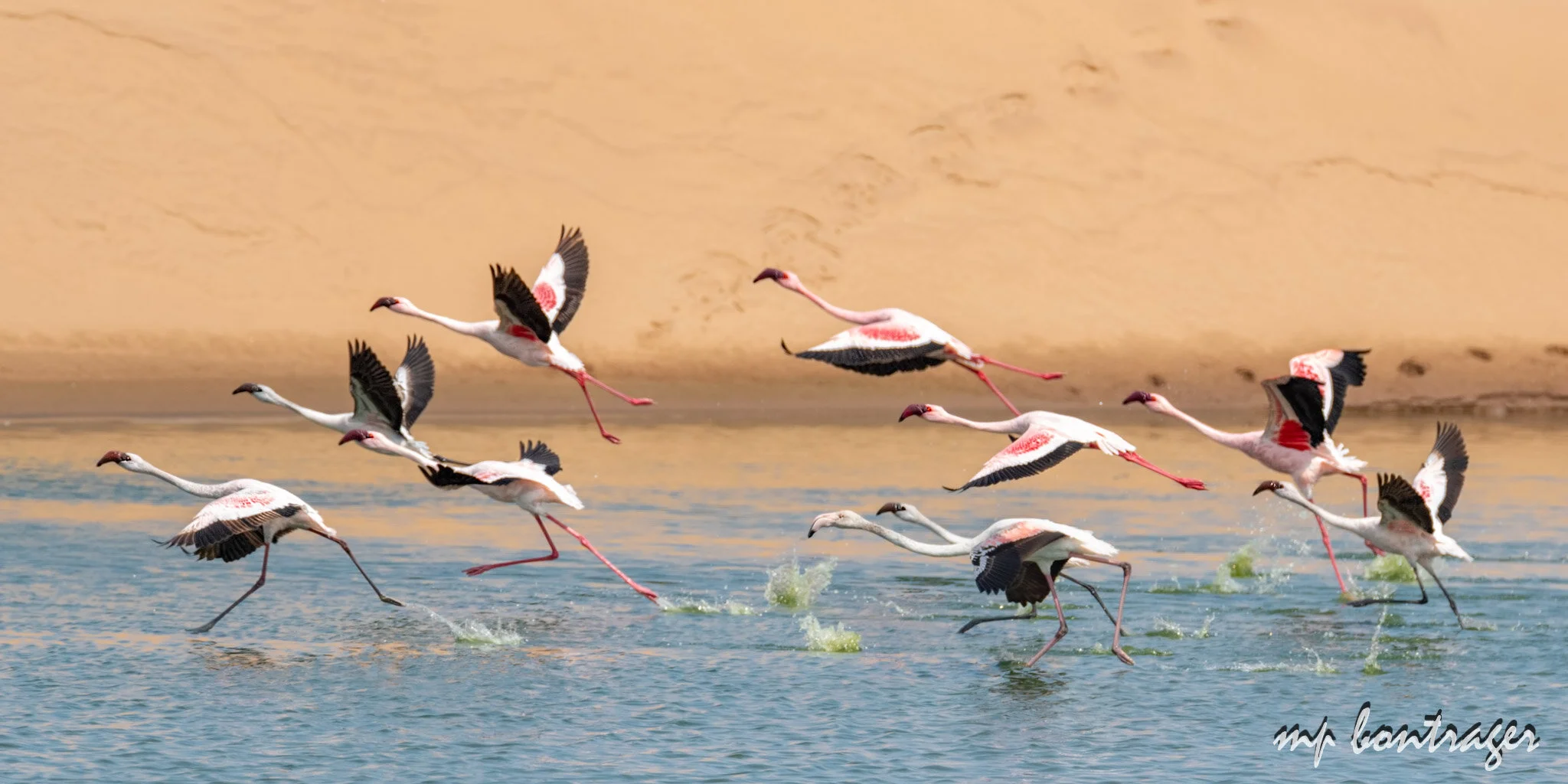 Flamingos