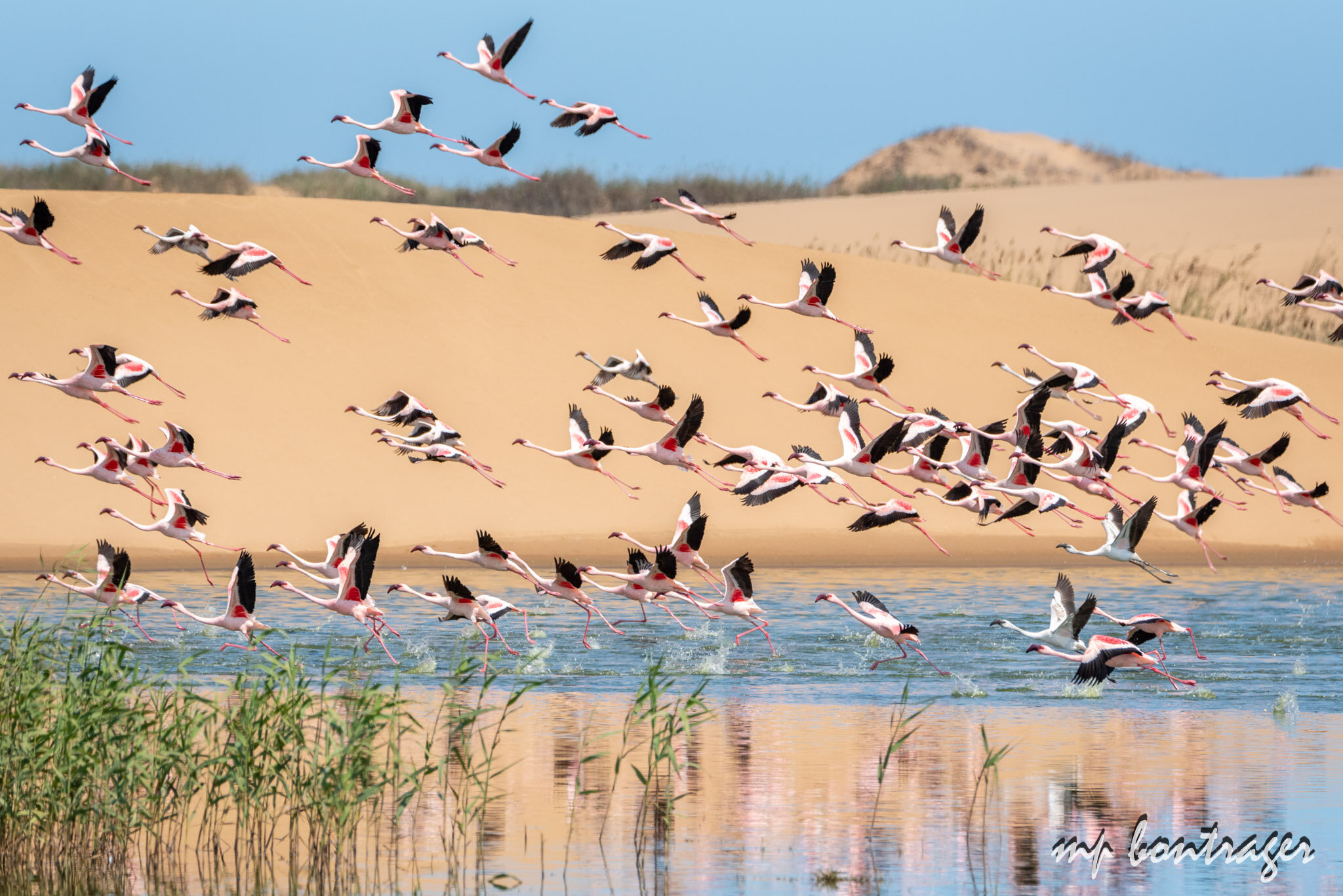 Flamingos