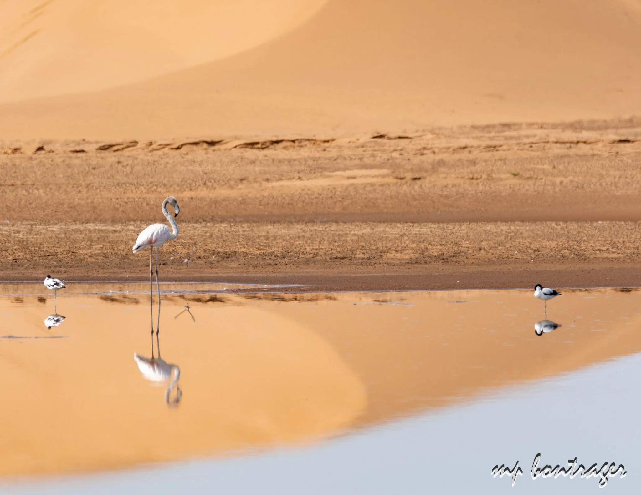 Water Birds at Walvis Bay lagoon