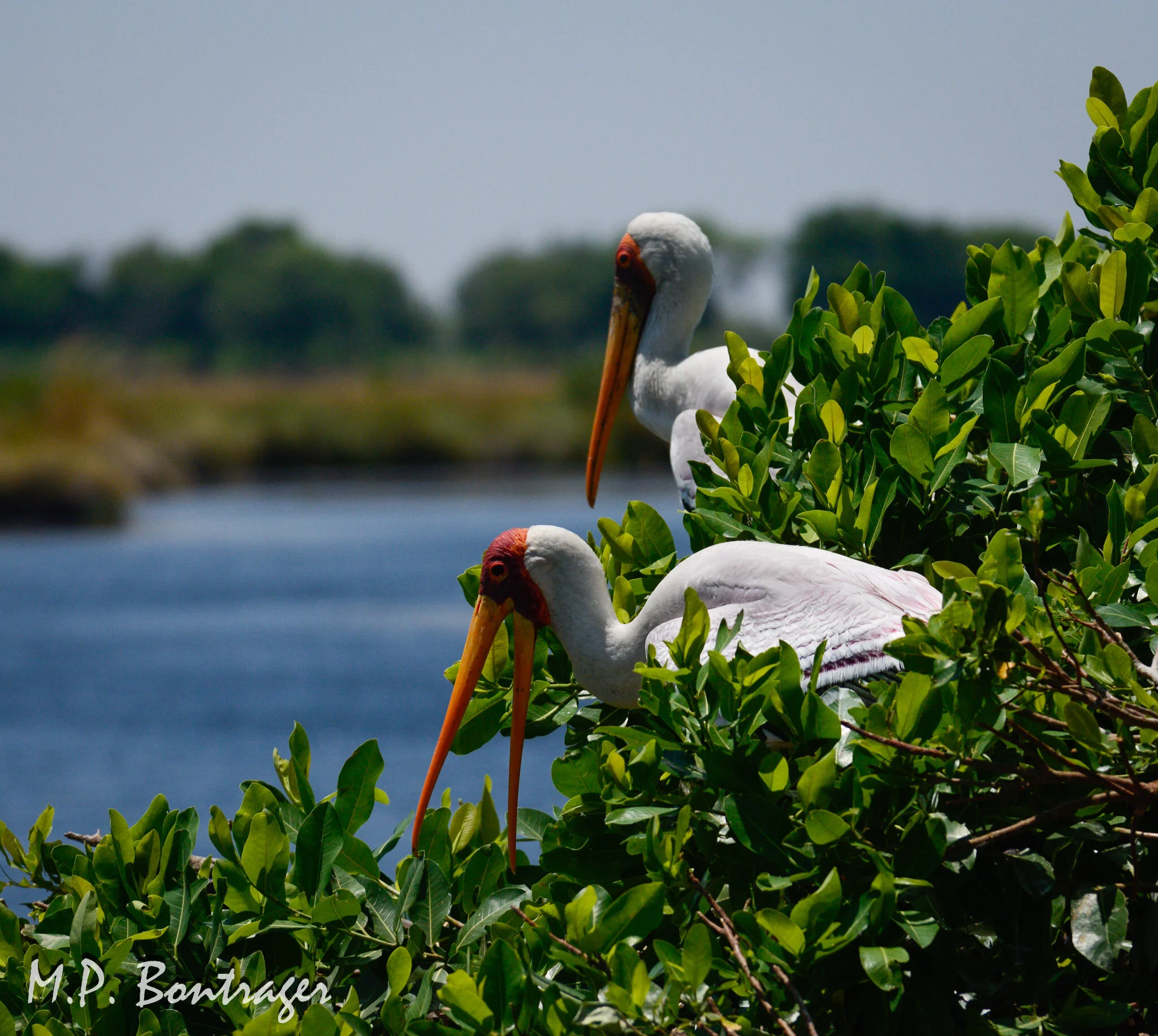 yellow billed stork