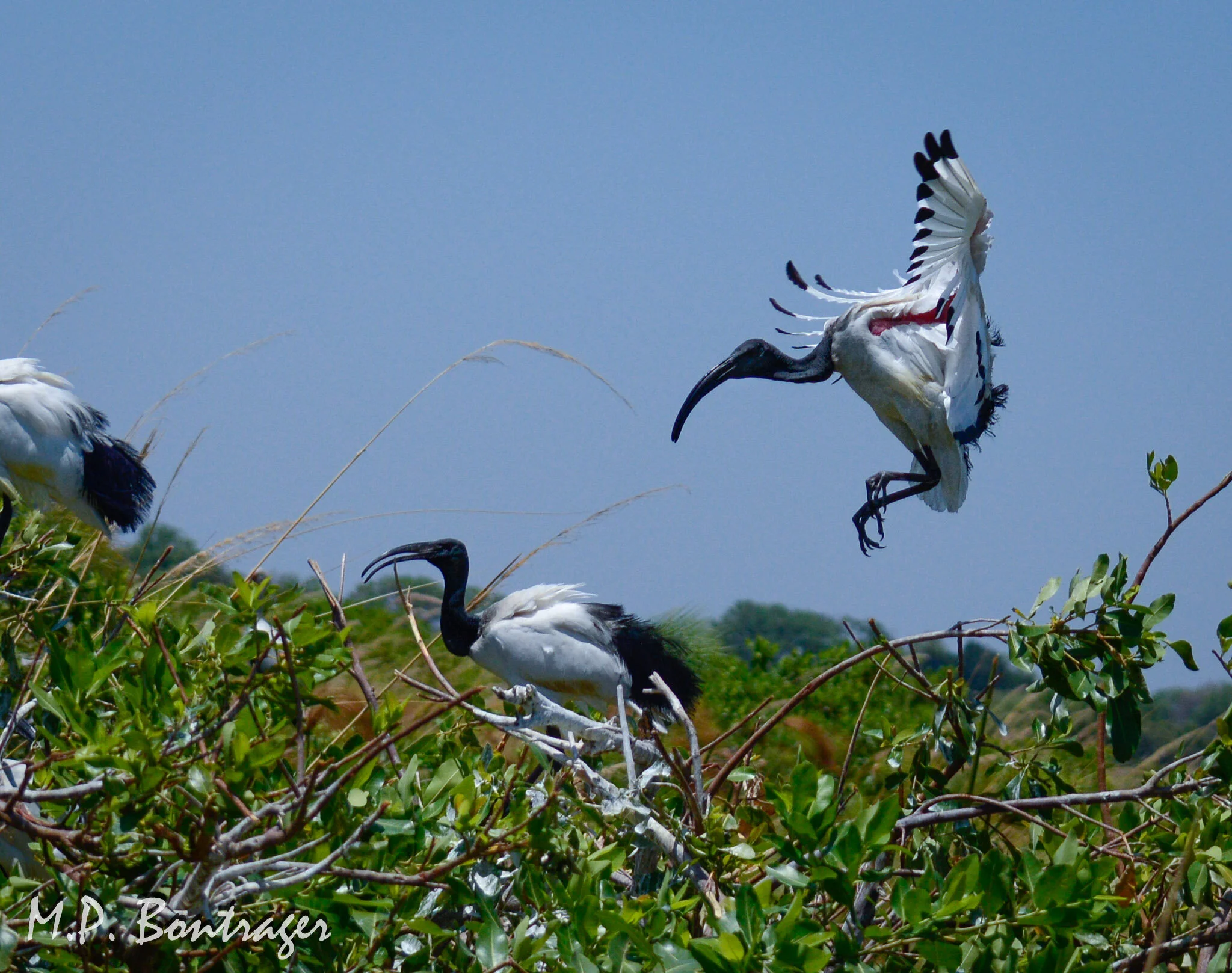 African Sacred Ibis