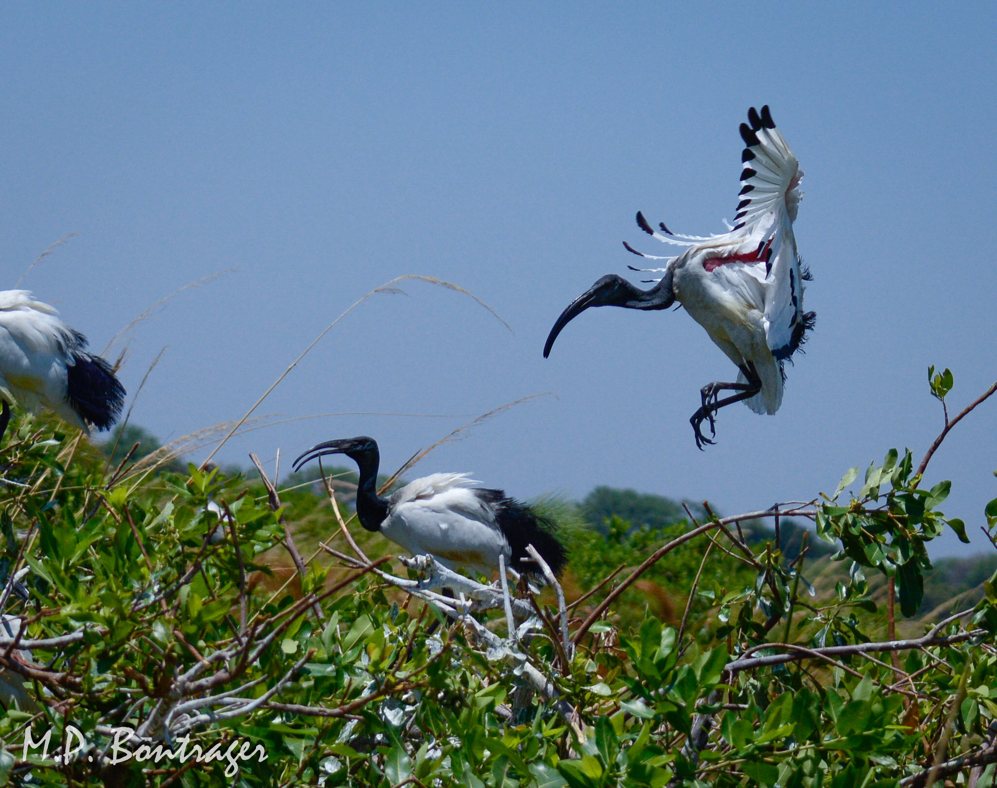 Sacred Ibis
