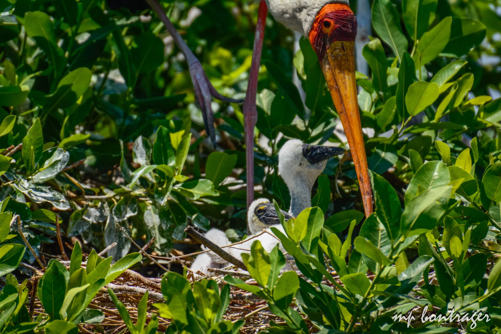 Yellow Billed Stork Chicks