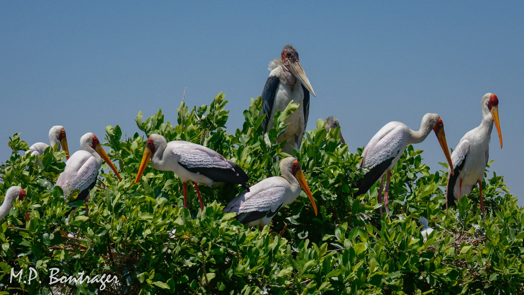 Okavango Delta