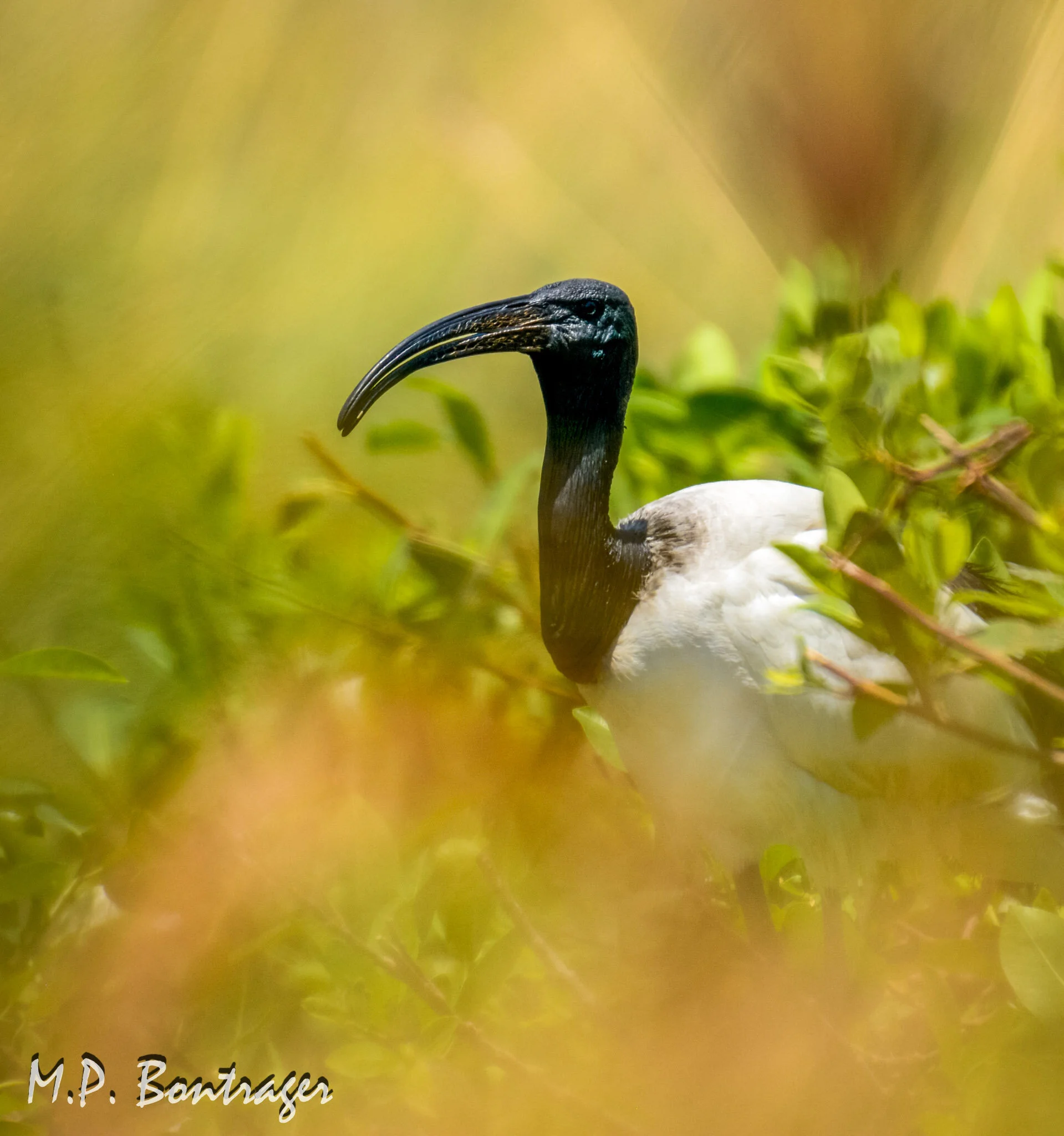 Bird Rookery at Okavango Delta