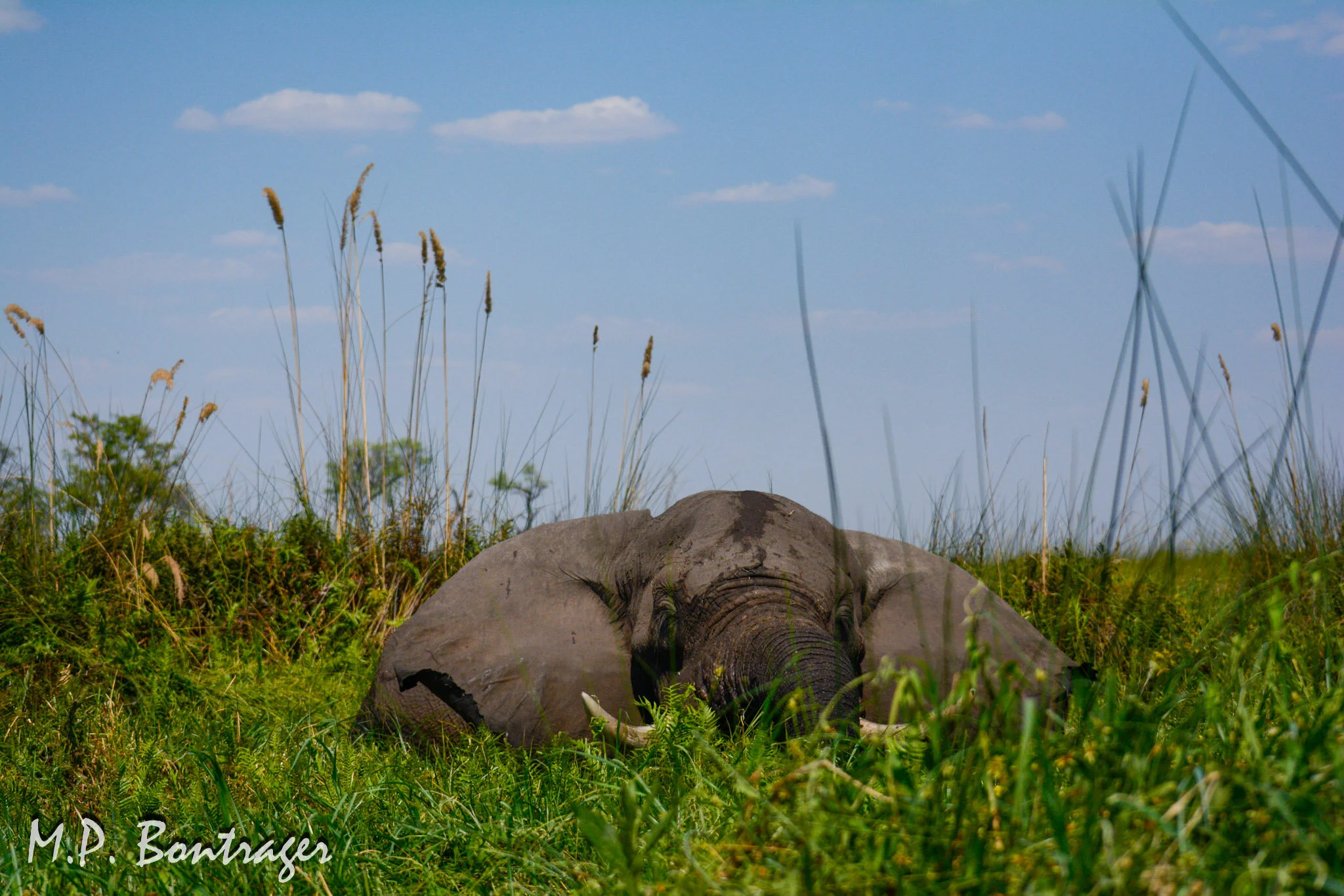 Okavango Delta, Botswana