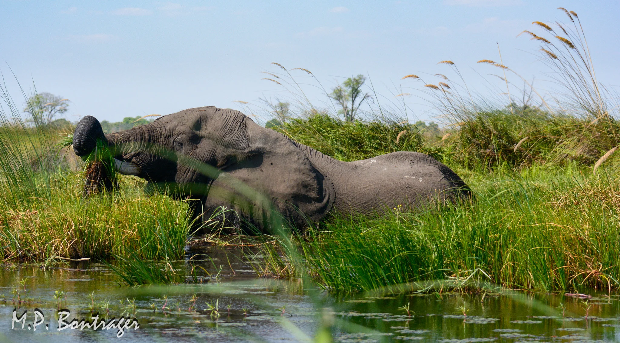 Okavango Delta, Botswana