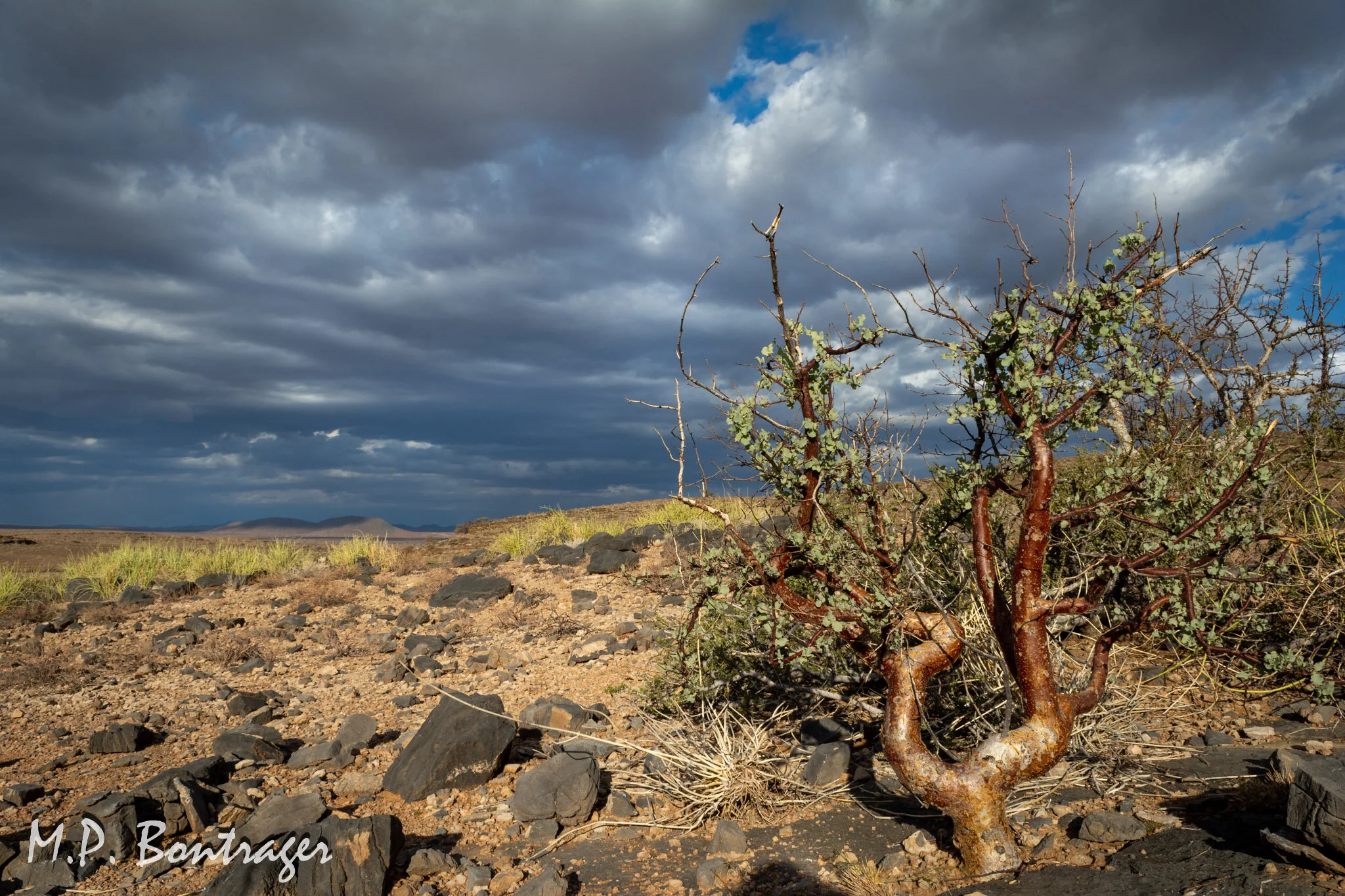 Quiver trees in Namibia