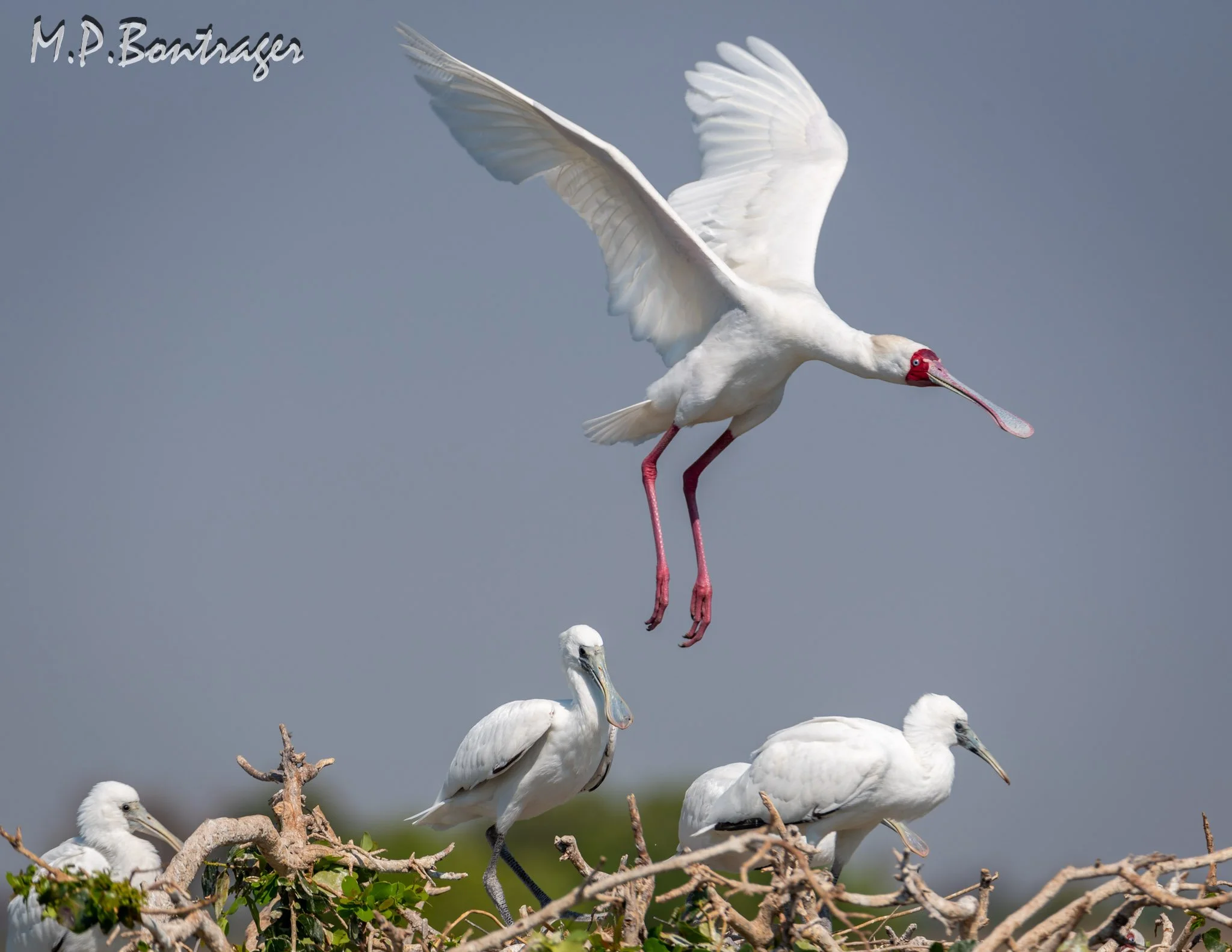 African Spoonbill
