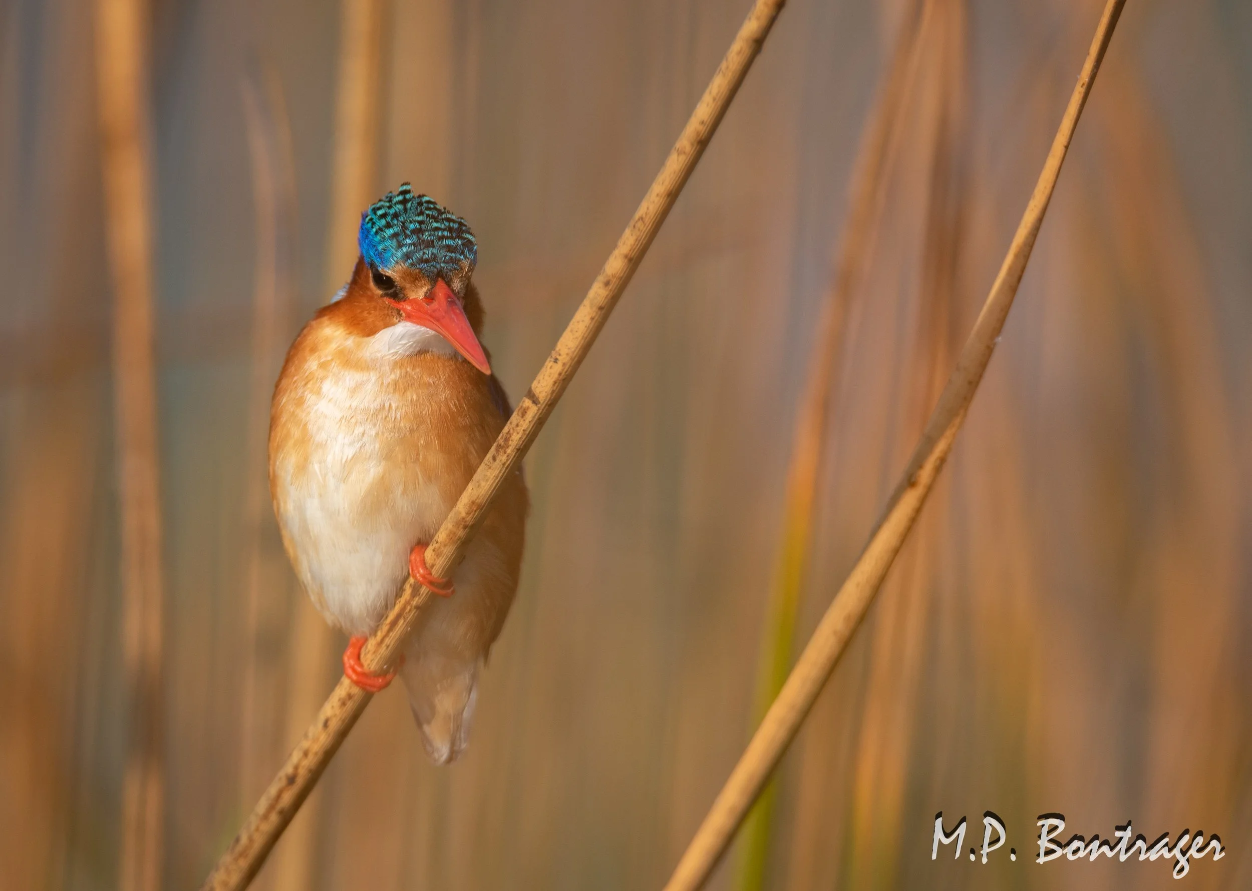 _DSC9681-Edit.jpg