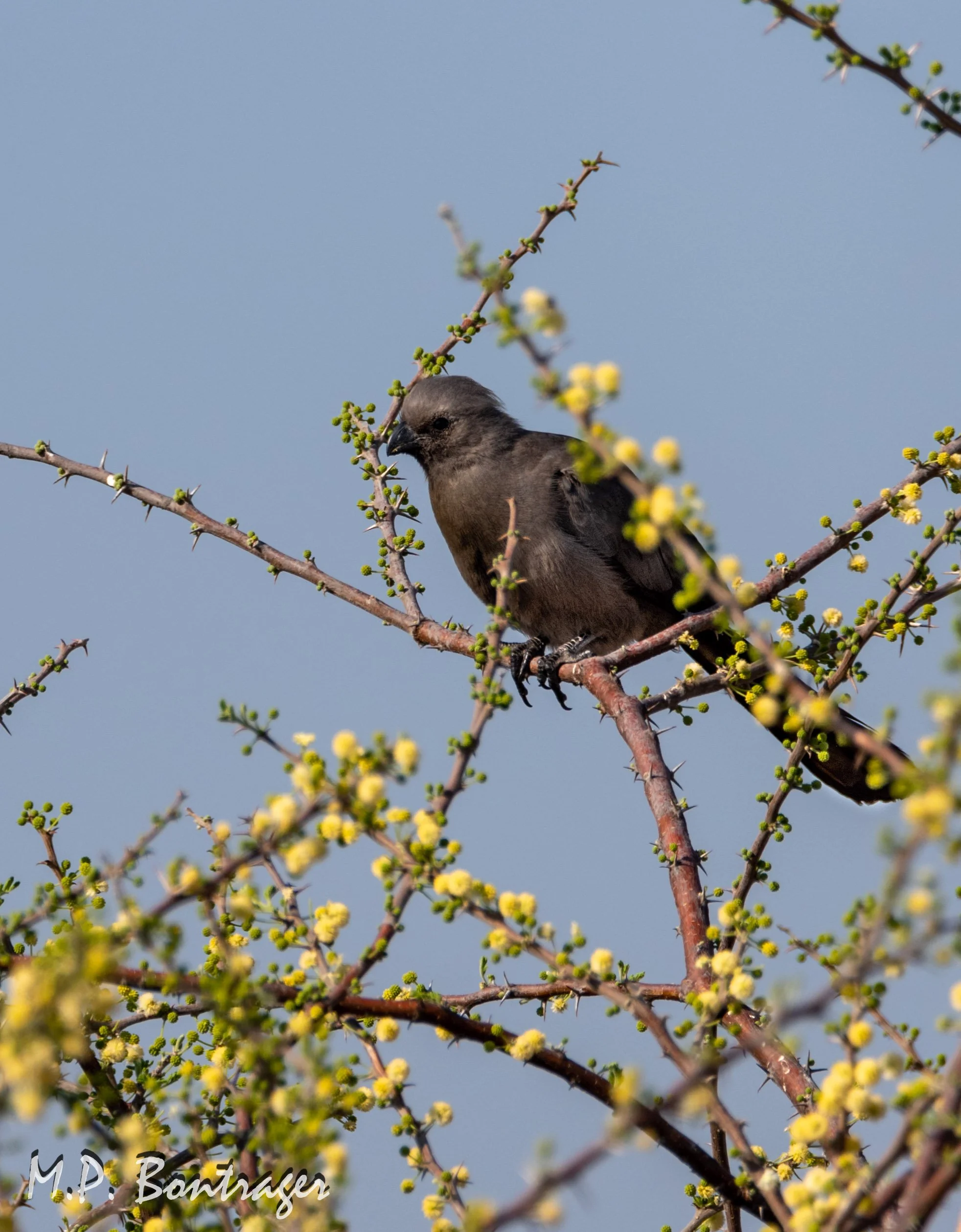 Grey Turaco , Okavango Delta