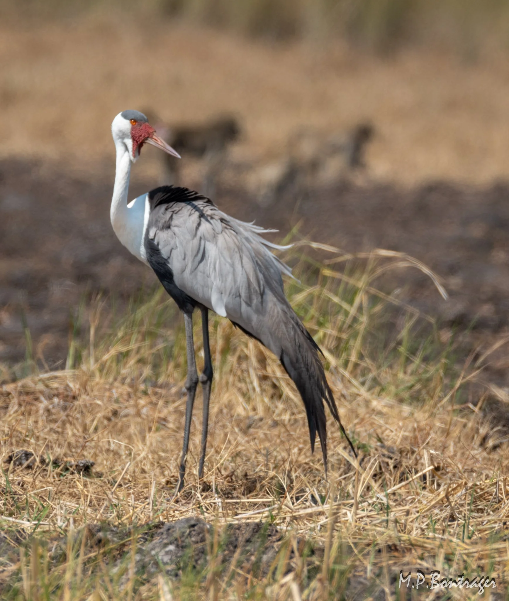 Whattled Crane