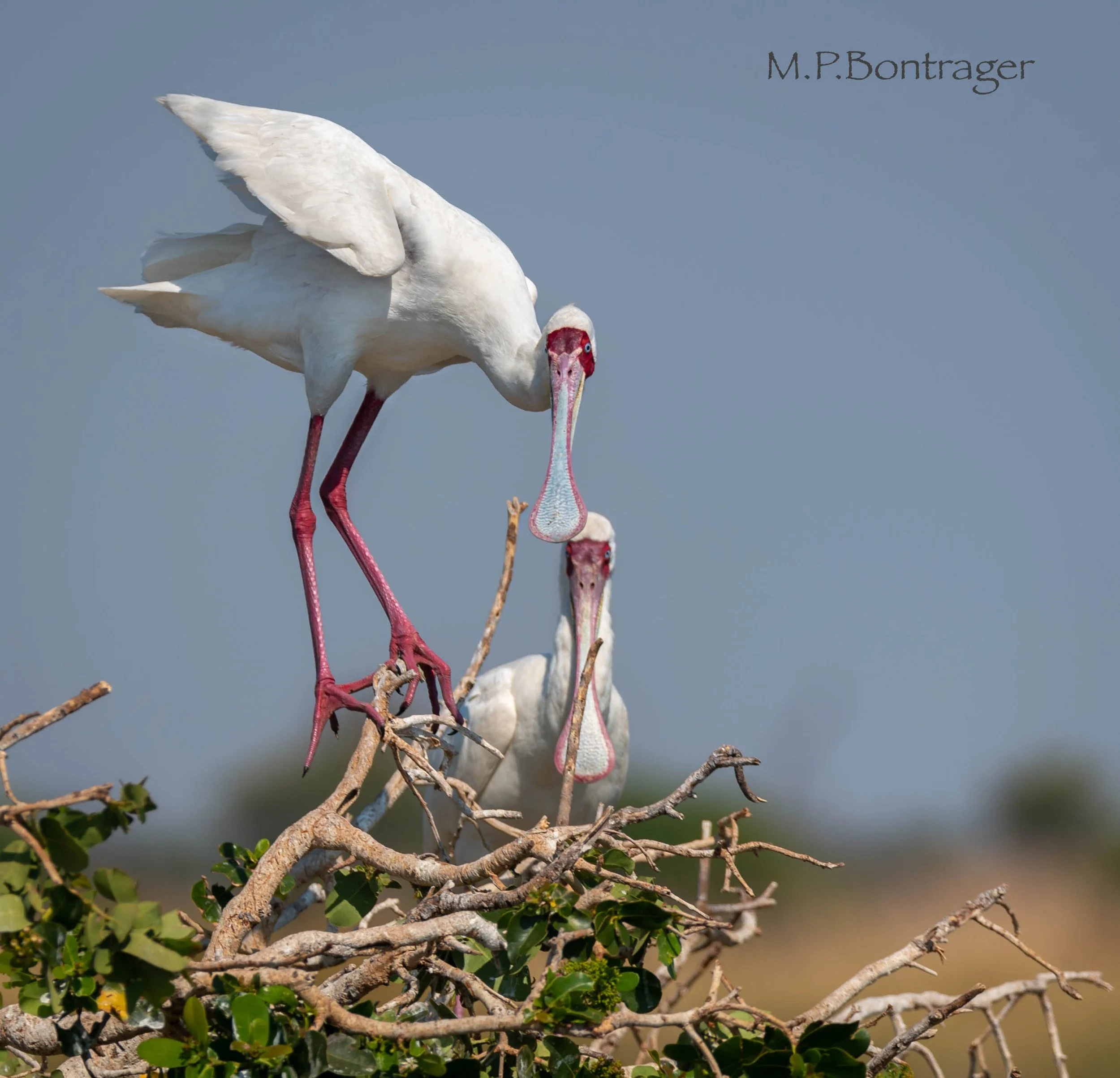 Roosting Spoonbill
