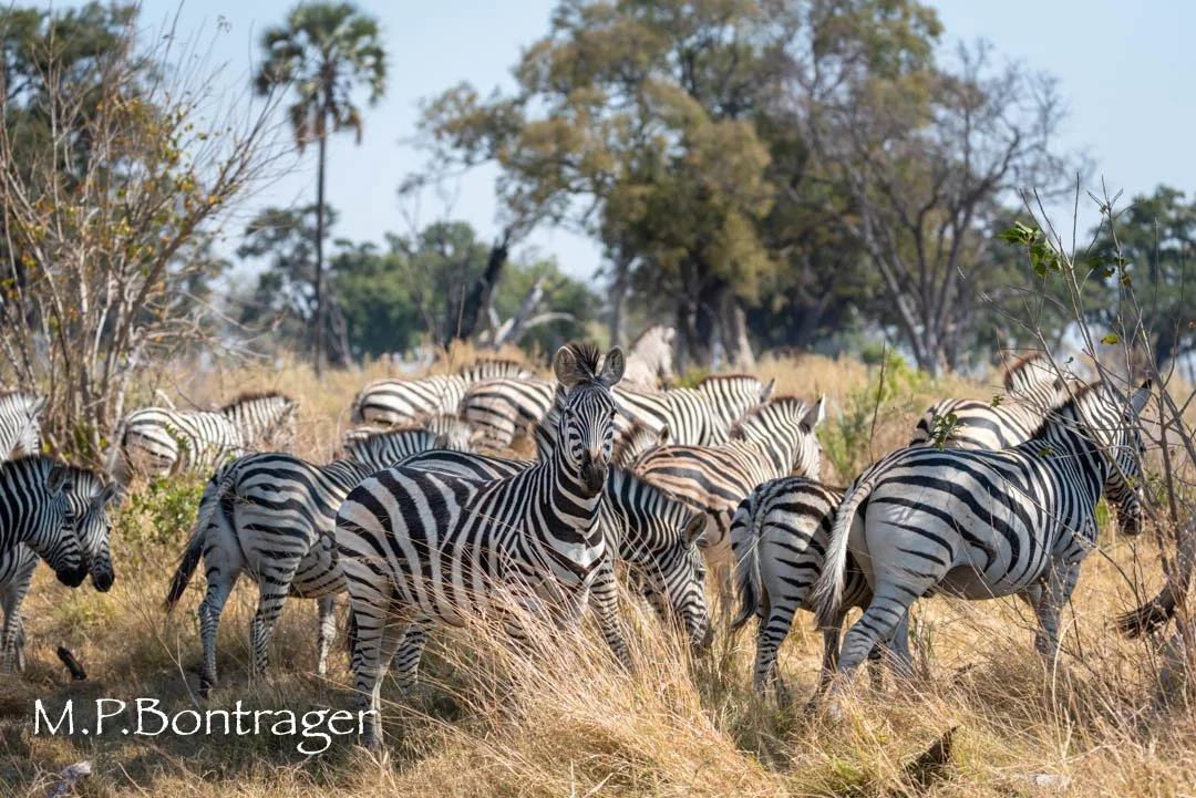 Okavango Delta, Botswana