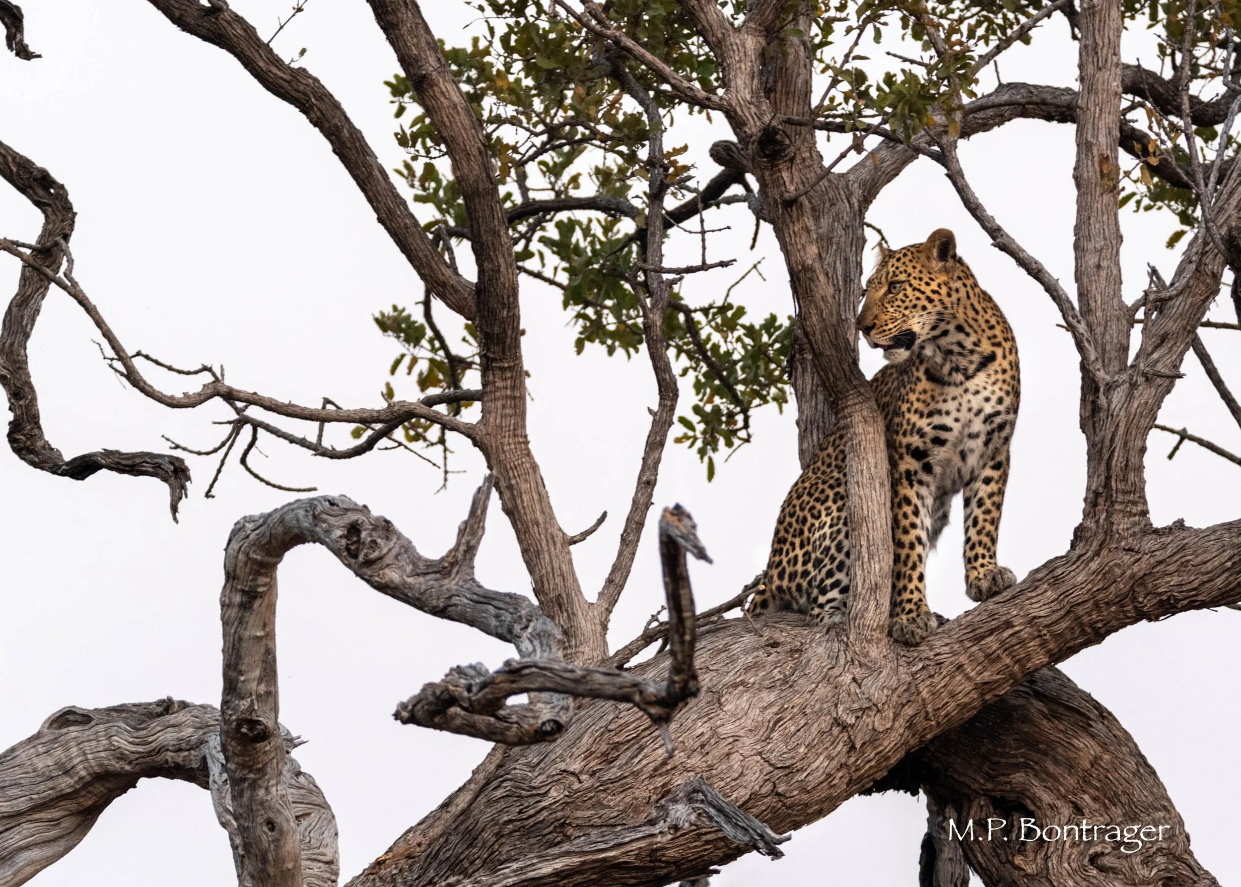 Late afternoon, leopard assessing landscape