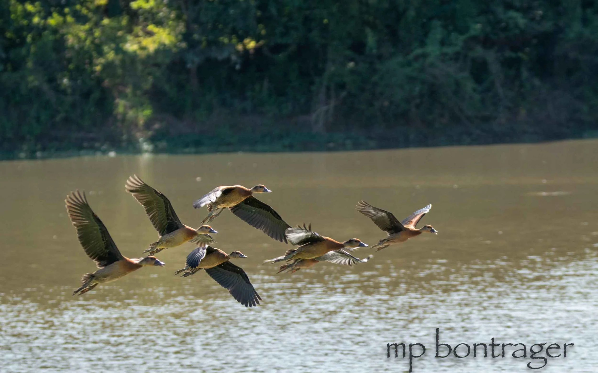 Whistling Ducks, South Luangwa Zambia