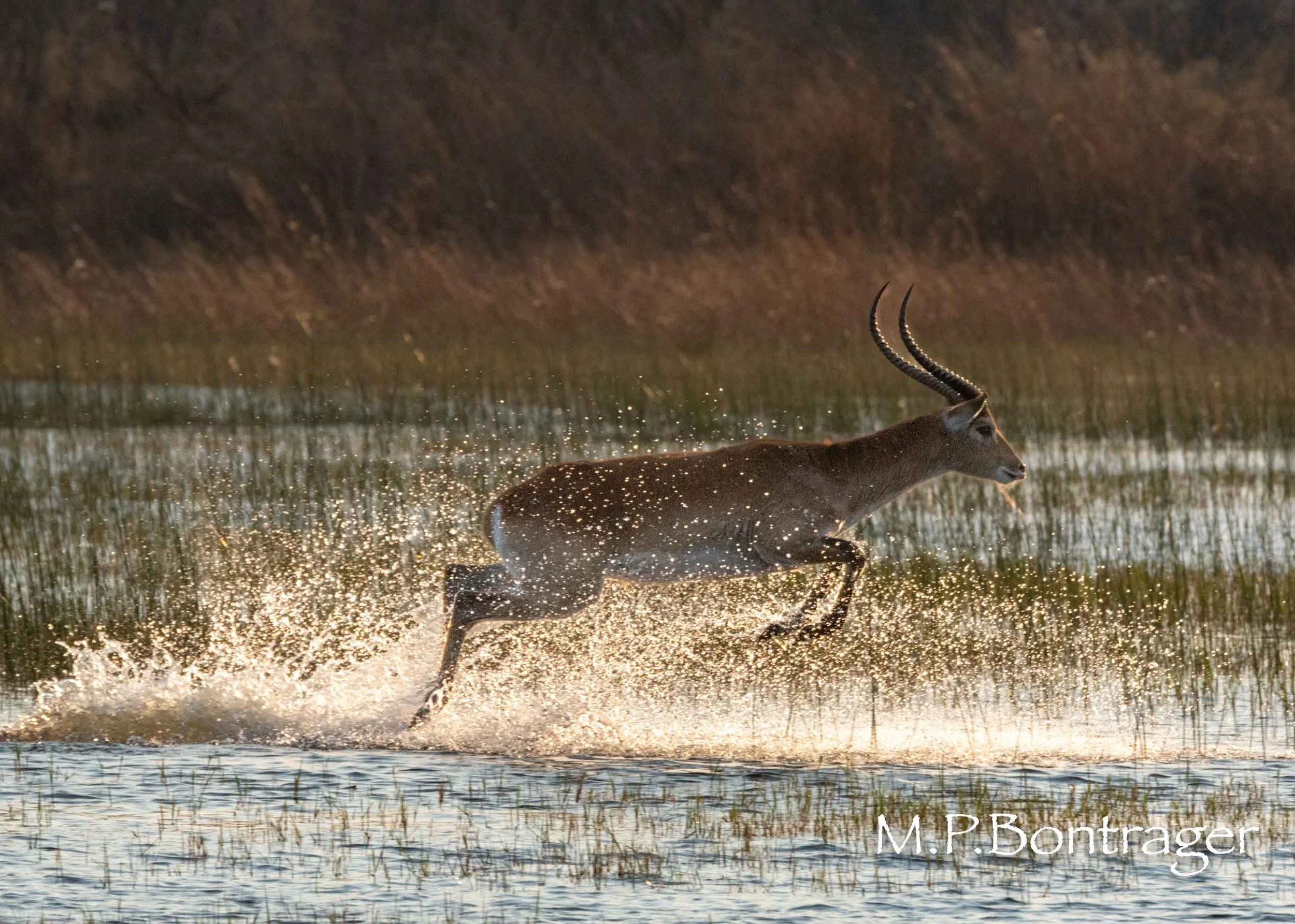 Red Lechwe