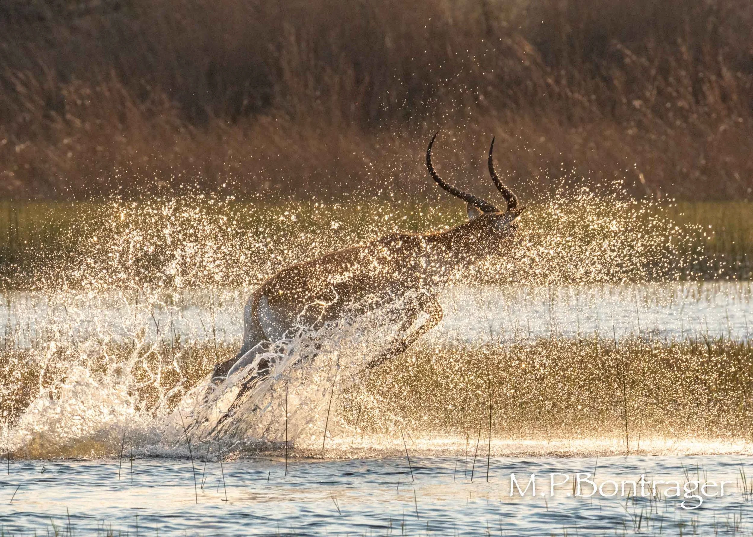 Red Lechwe