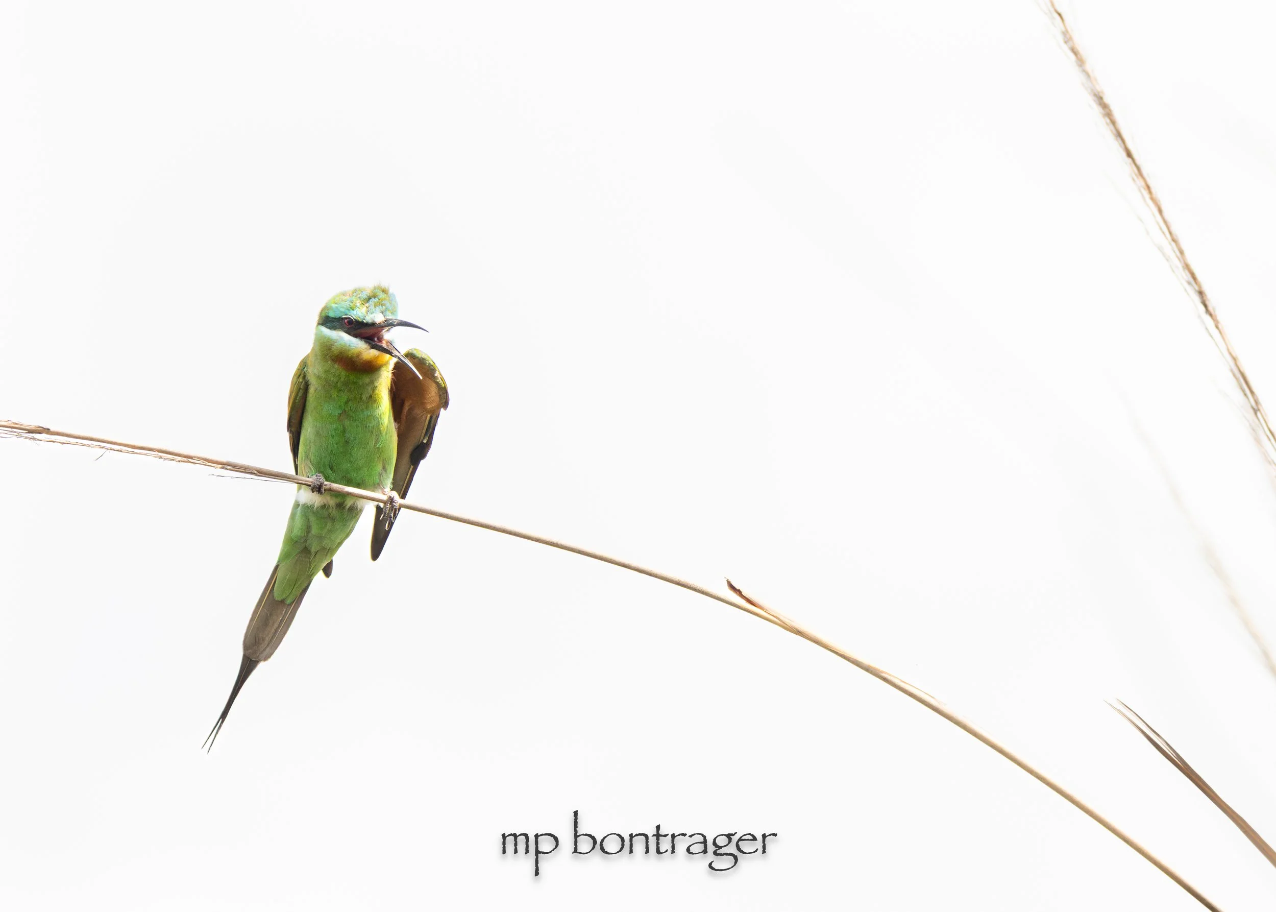 blue-cheeked bee eater