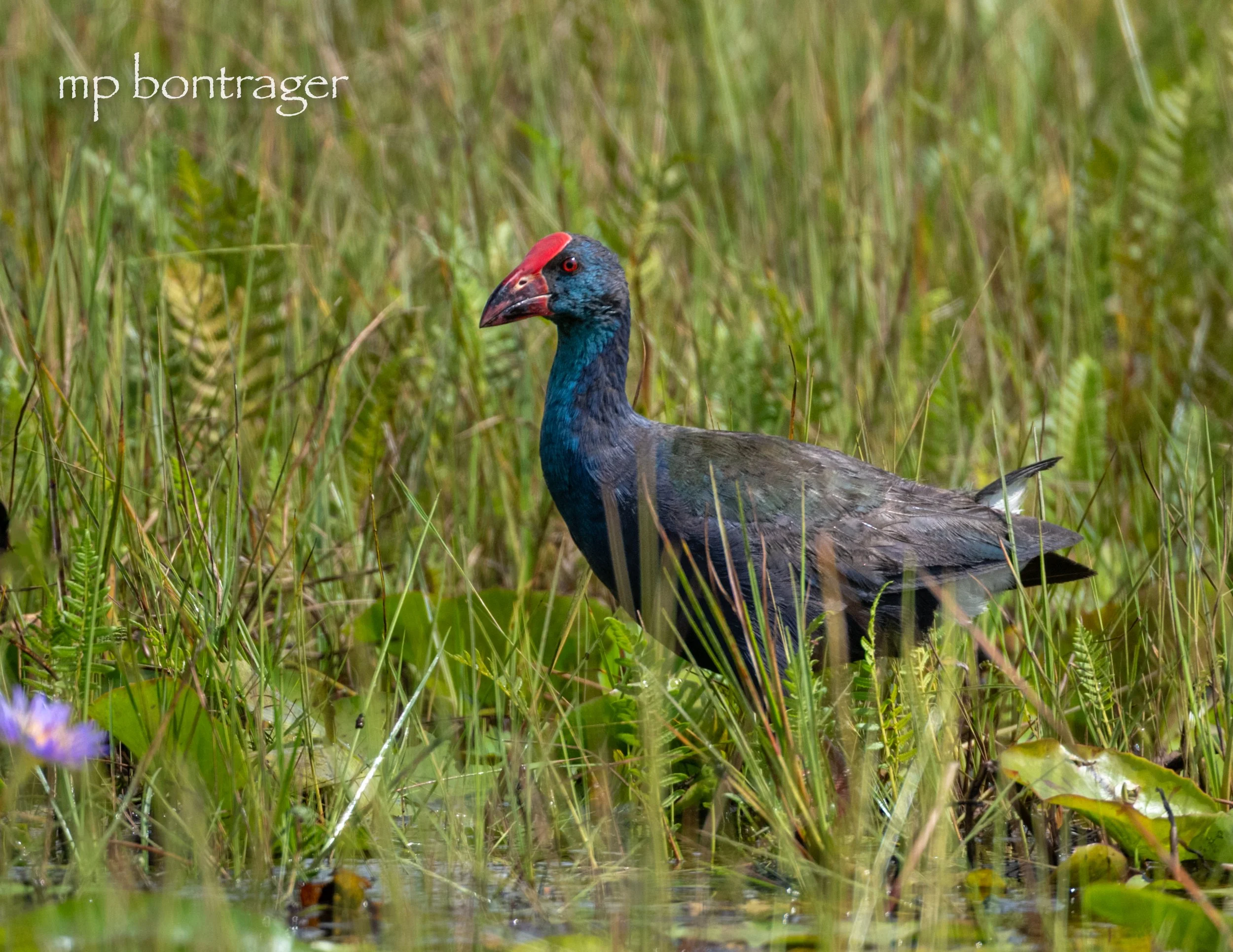 African Swamp Hen