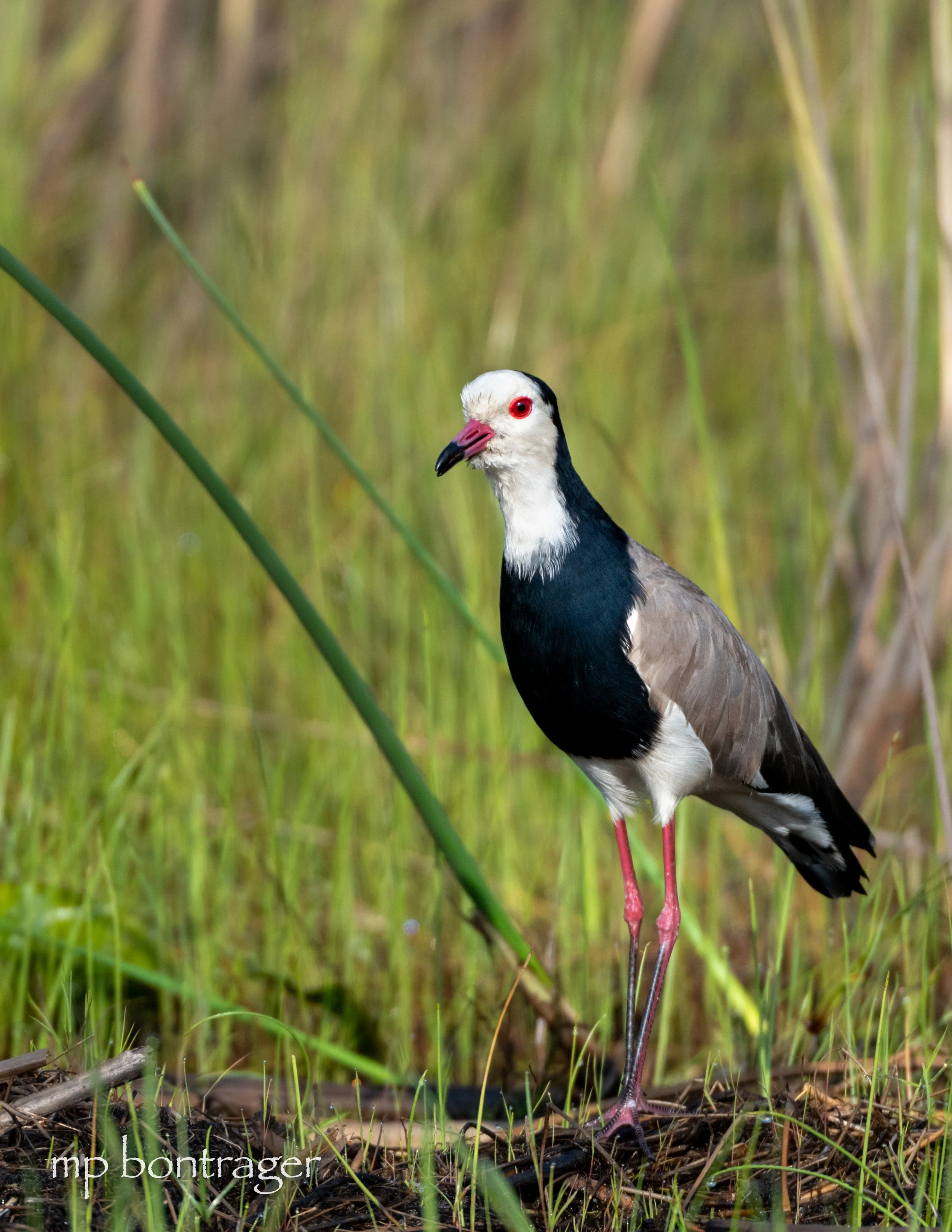 long toed lapwing