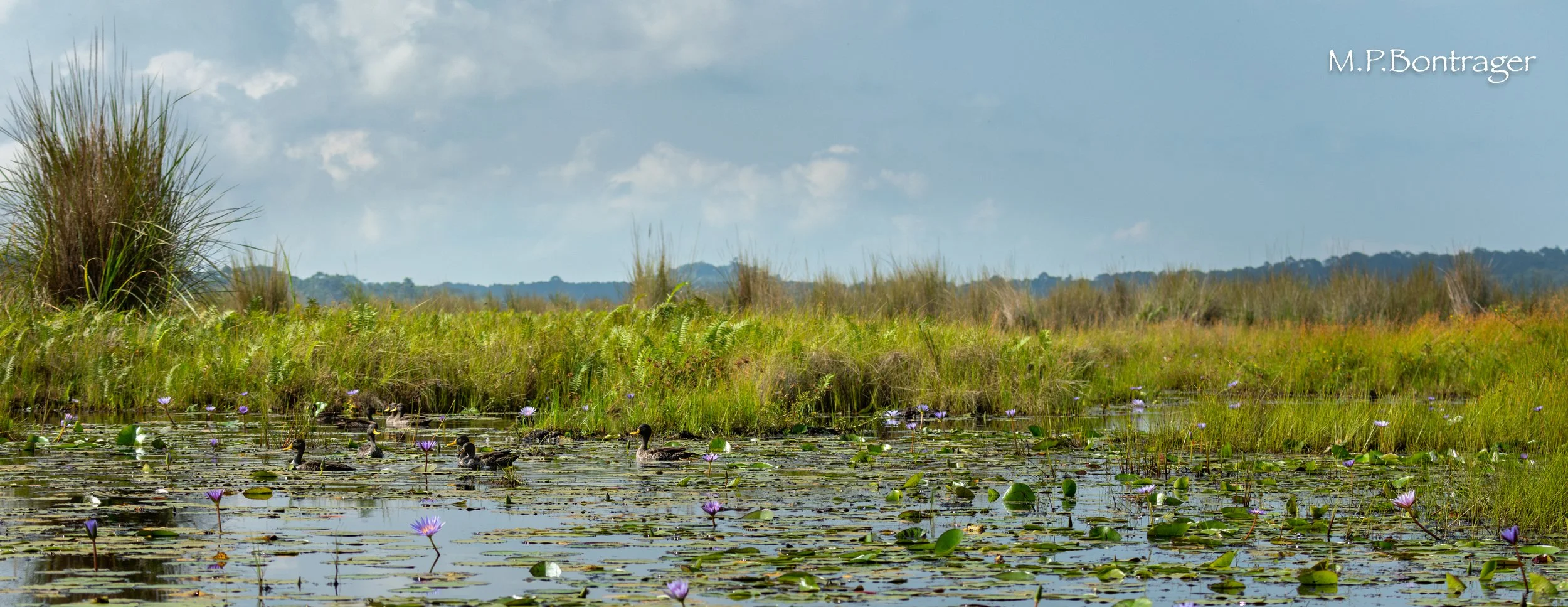 Mabamba Swamp