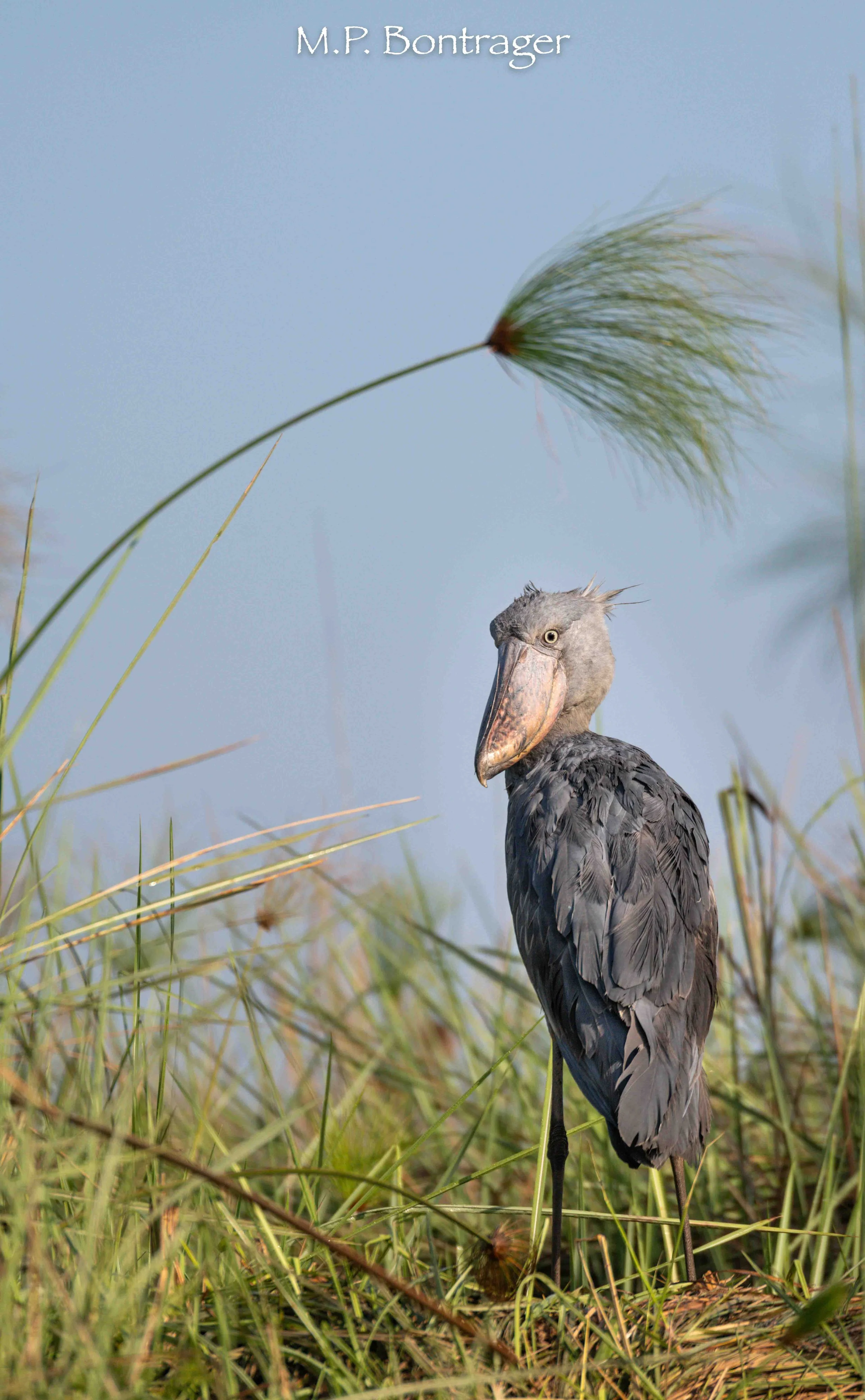 Shoebill Stork