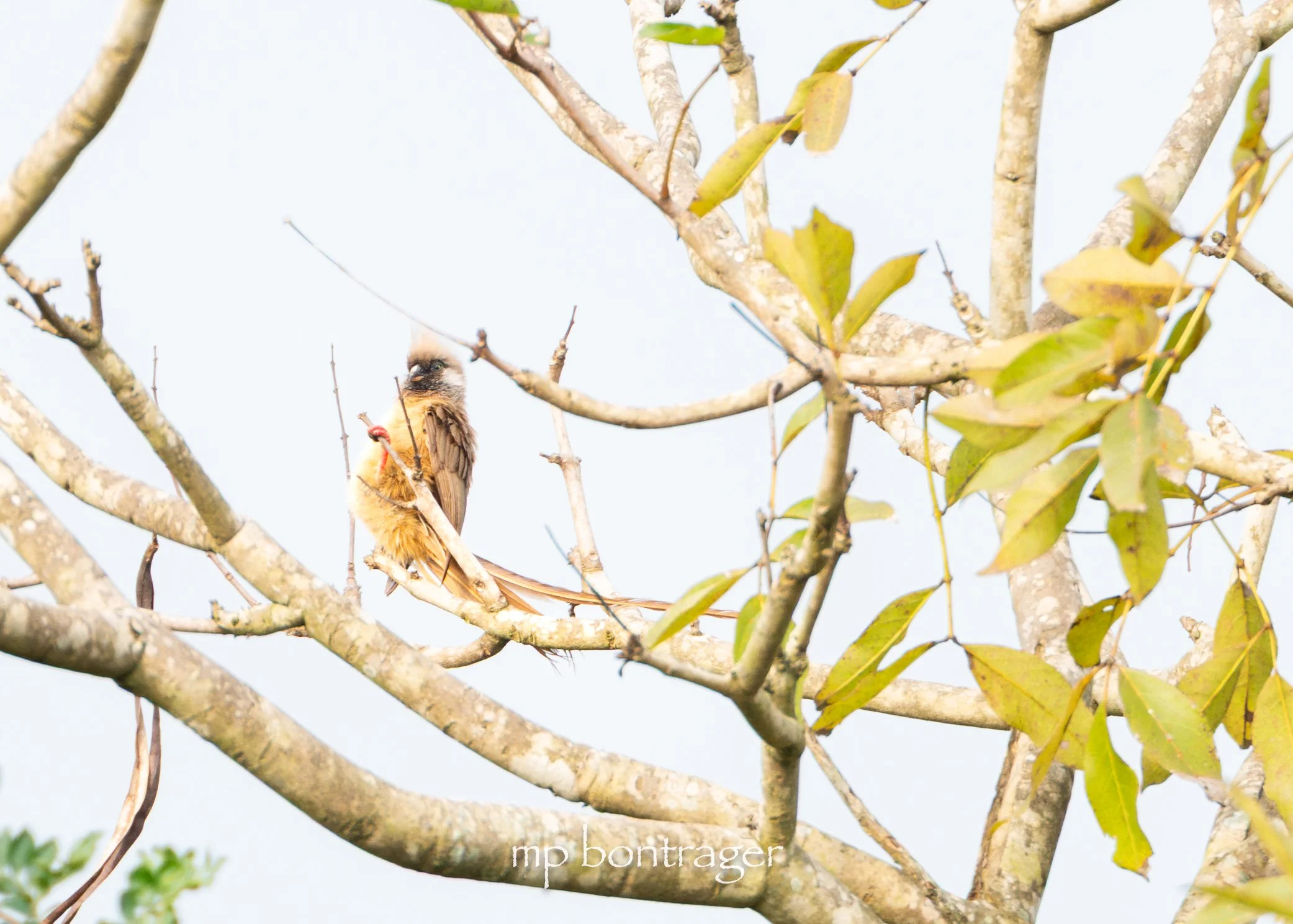 Speckled Mousebird