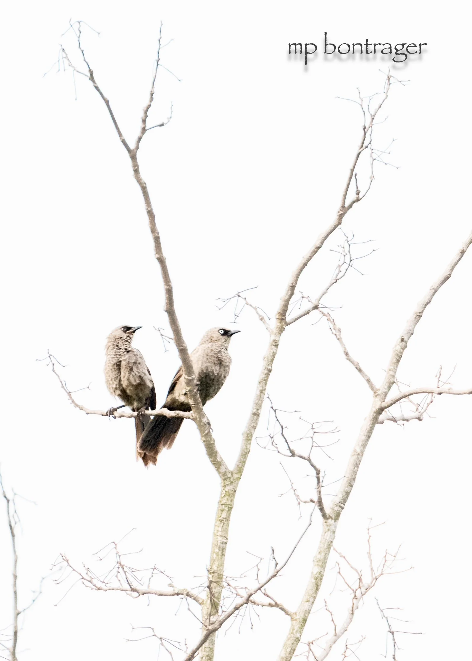 Black-lored Babbler