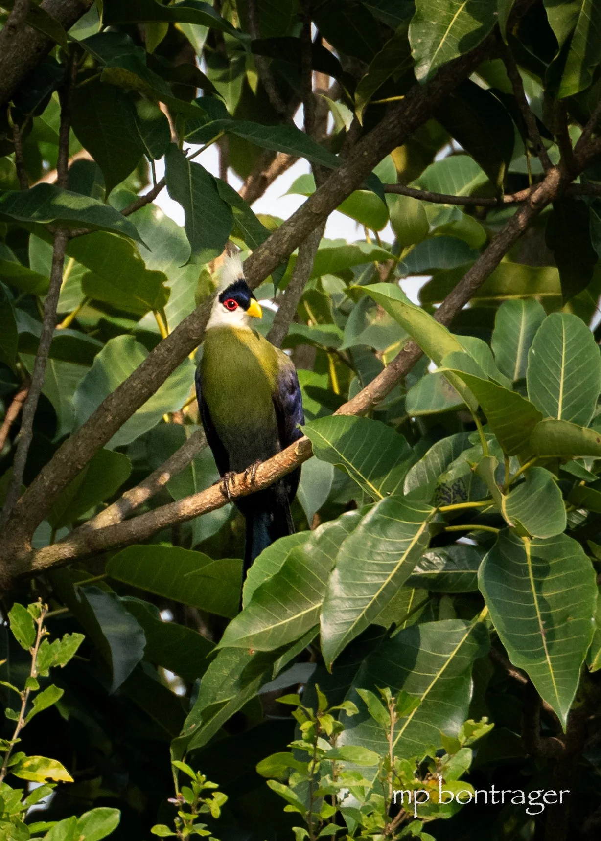 White-Crested Turaco