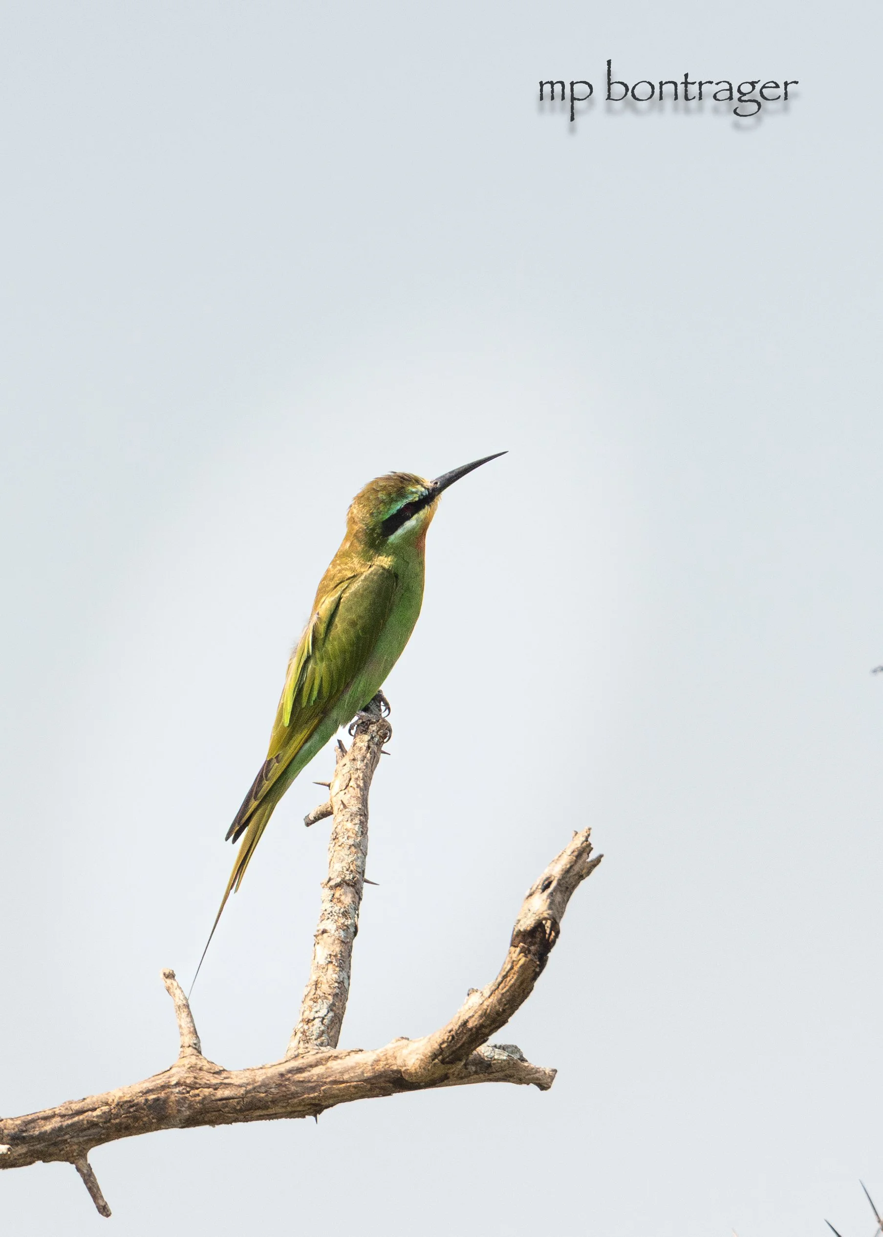 Blue-cheeked Bee-eater