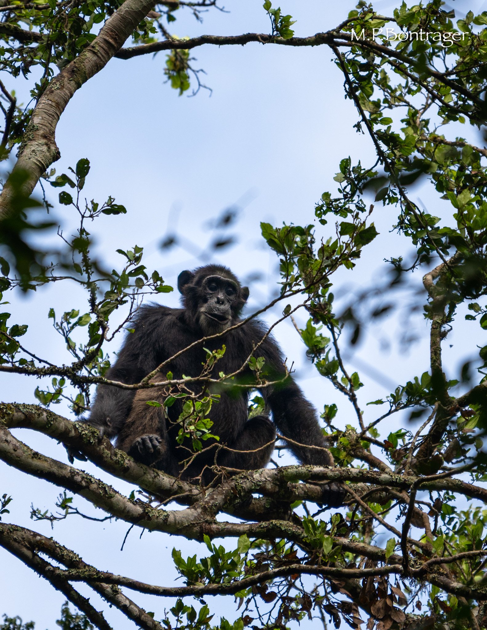 Budongo Forest, the cafe is great
