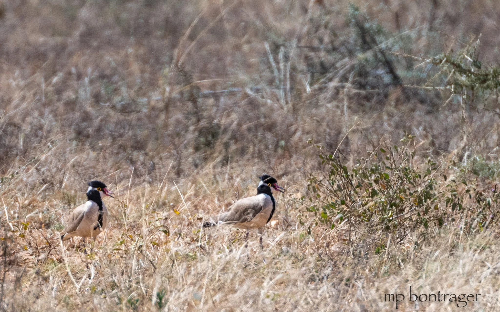 Black-headed lapwing