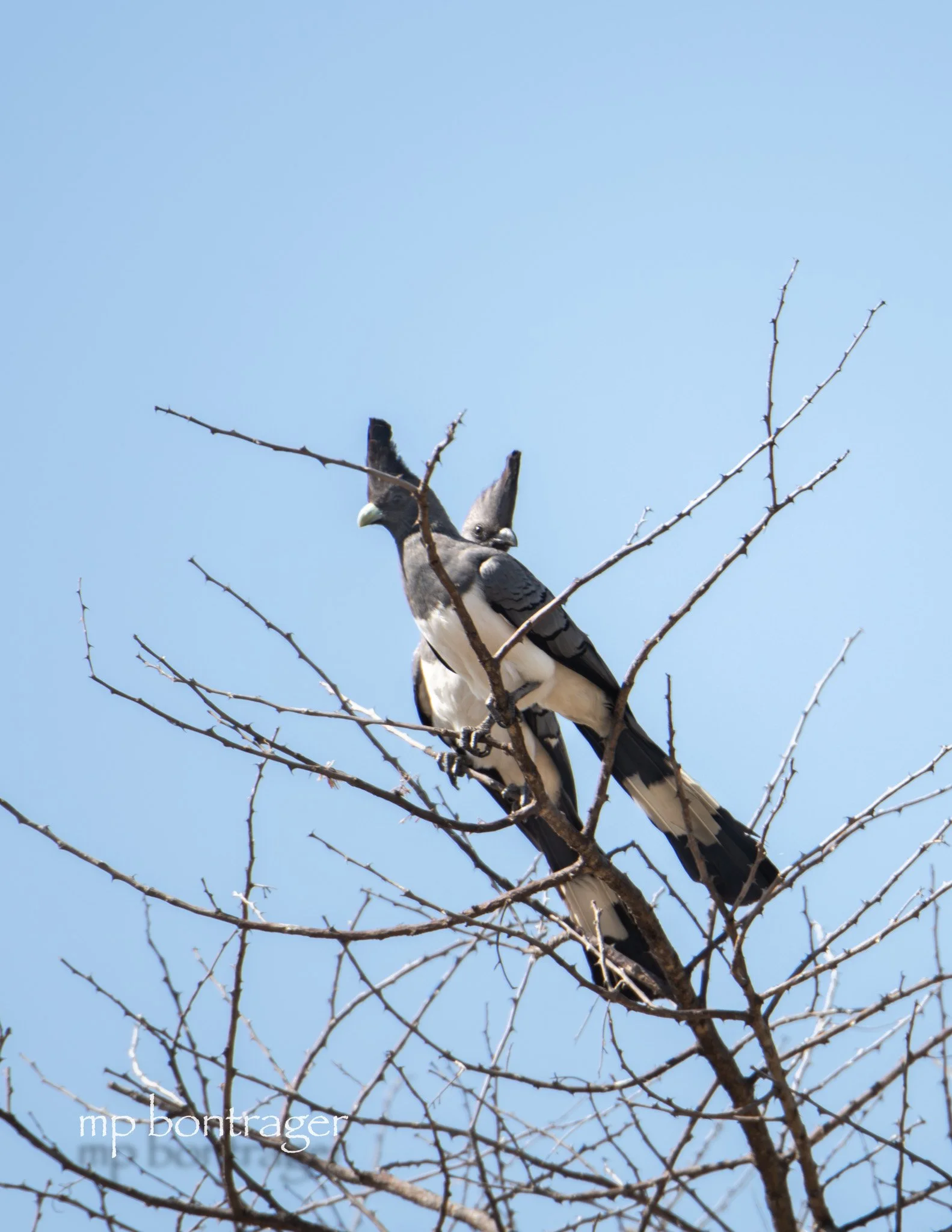 White-bellied go-away bird