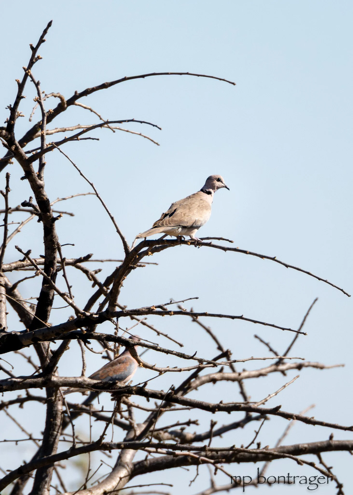 Ring-necked pigeon
