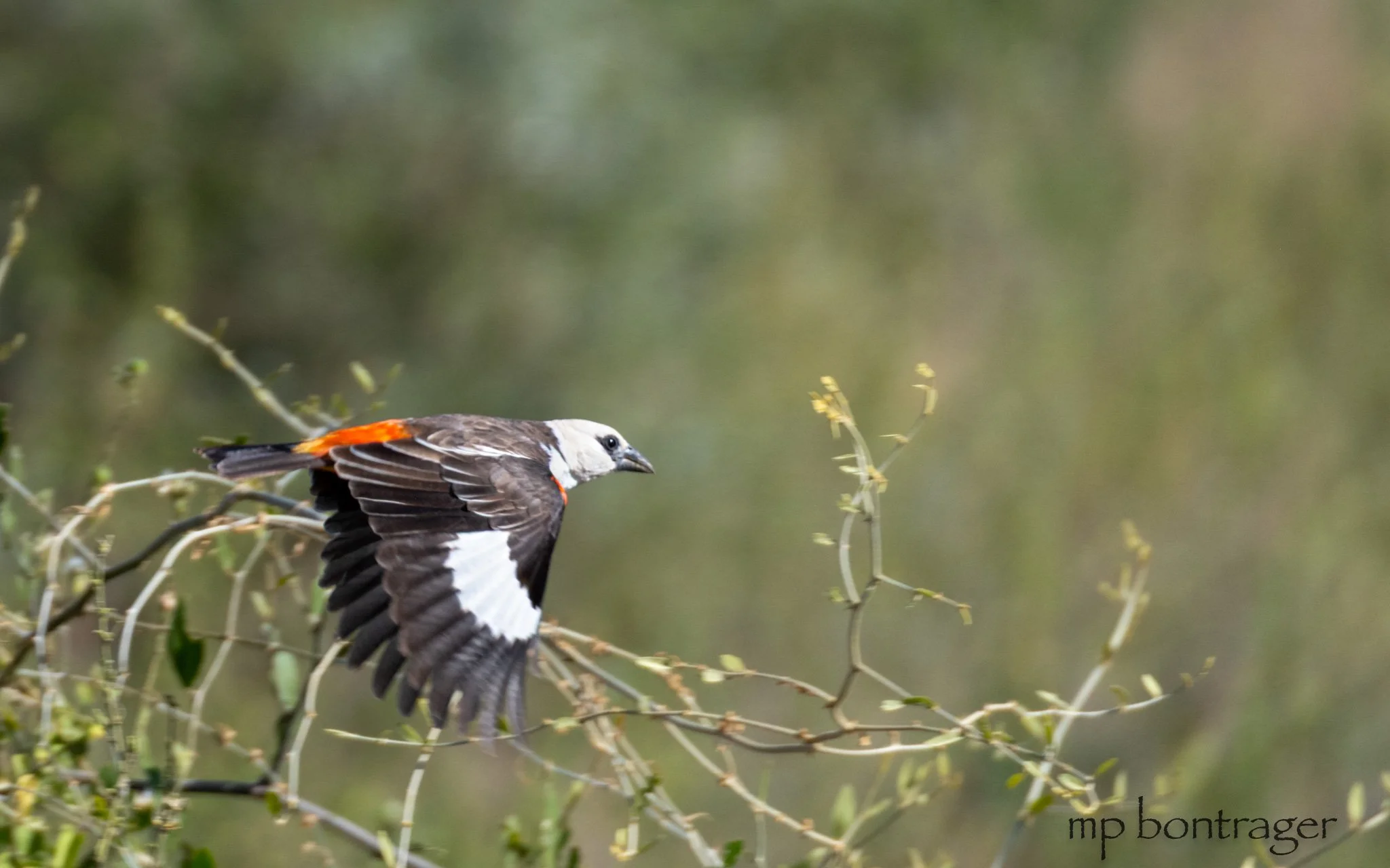White-headed buffalo weaver