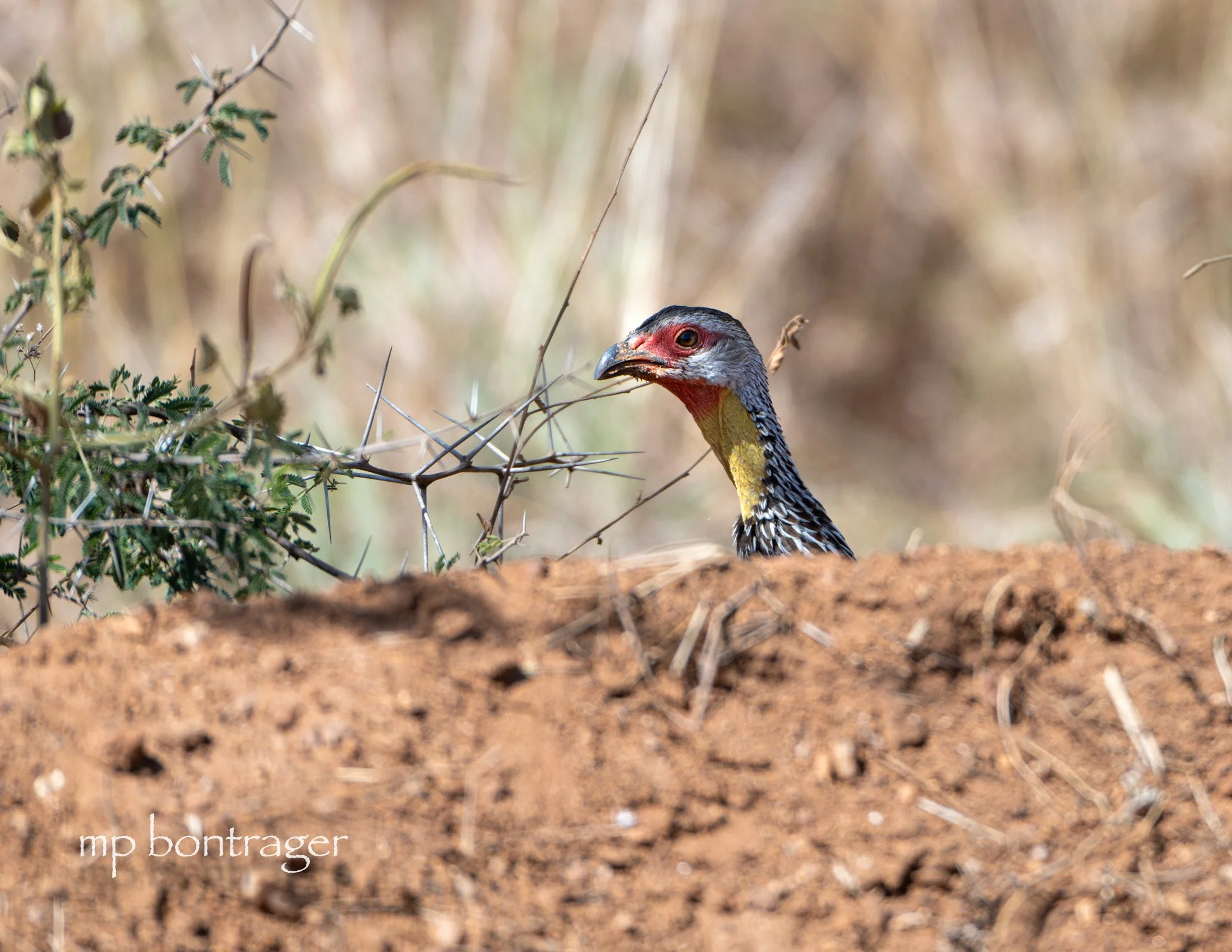 Yellow-necked spurfowl