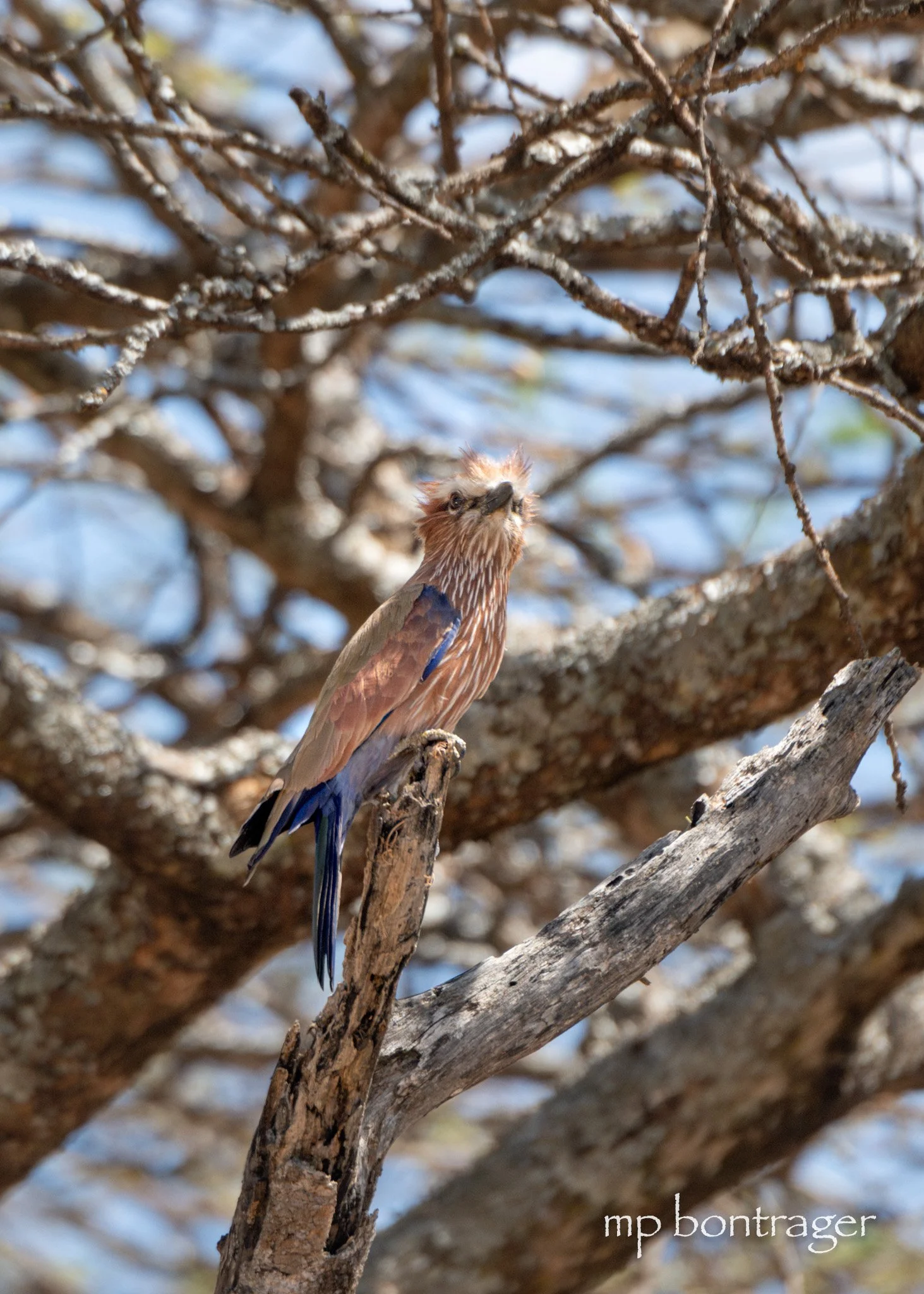 Purple Roller with 'tude