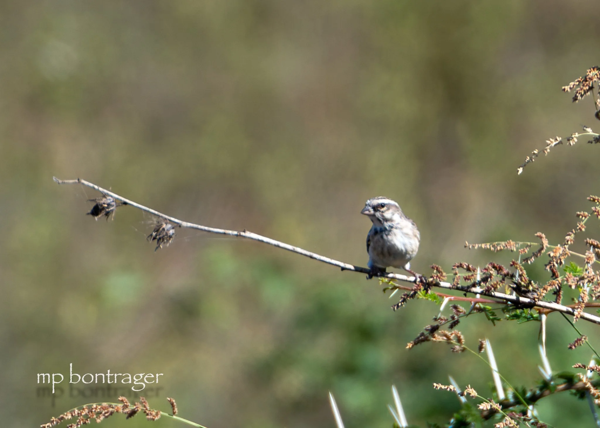 Black-throated seedeater